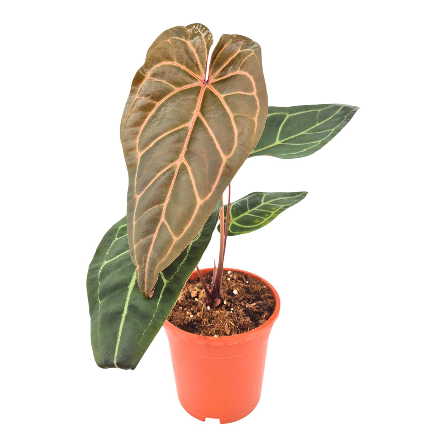 DocBlock Anthurium Zara® '3' X Zara® '33 – Casa Botanica DocBlock Anthurium Zara® '3' X Zara® '33 – Casa Botanica