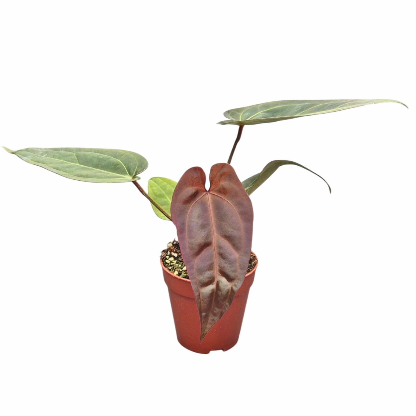 philodendron king of spades vs dark lord DocBlock Anthurium Dark & Handsome® '9' X Darth Vader® '75' – Casa Botanica