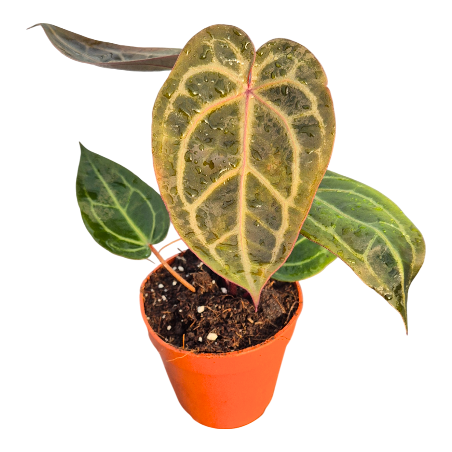 DocBlock Anthurium Home, Sweet Home® '32' X Dark & Handsome® '9