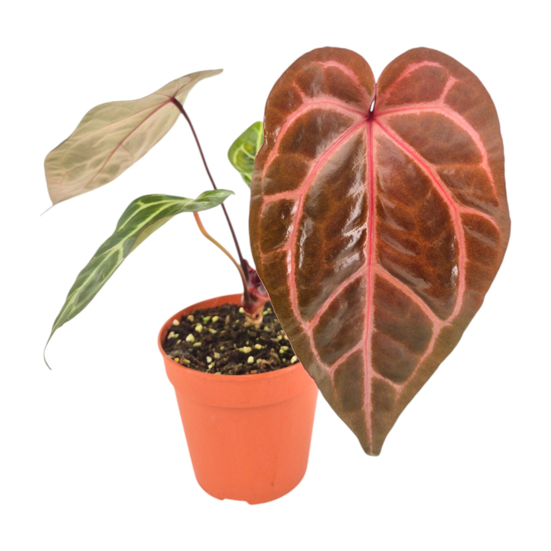 DocBlock Anthurium Home, Sweet Home® '32' X Tortoise Shell Brown