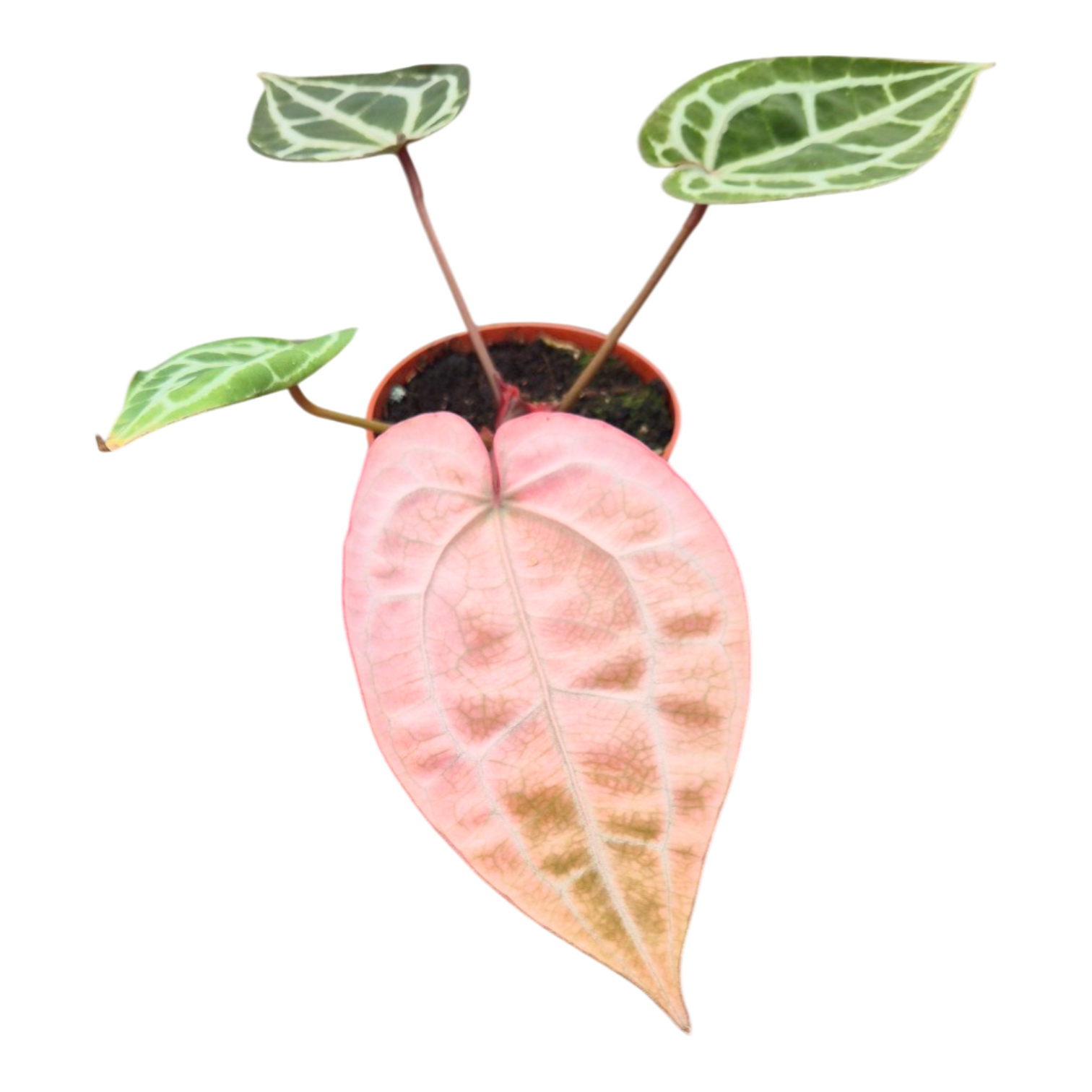 anthurium medusa DocBlock Anthurium Michelle® Variegata