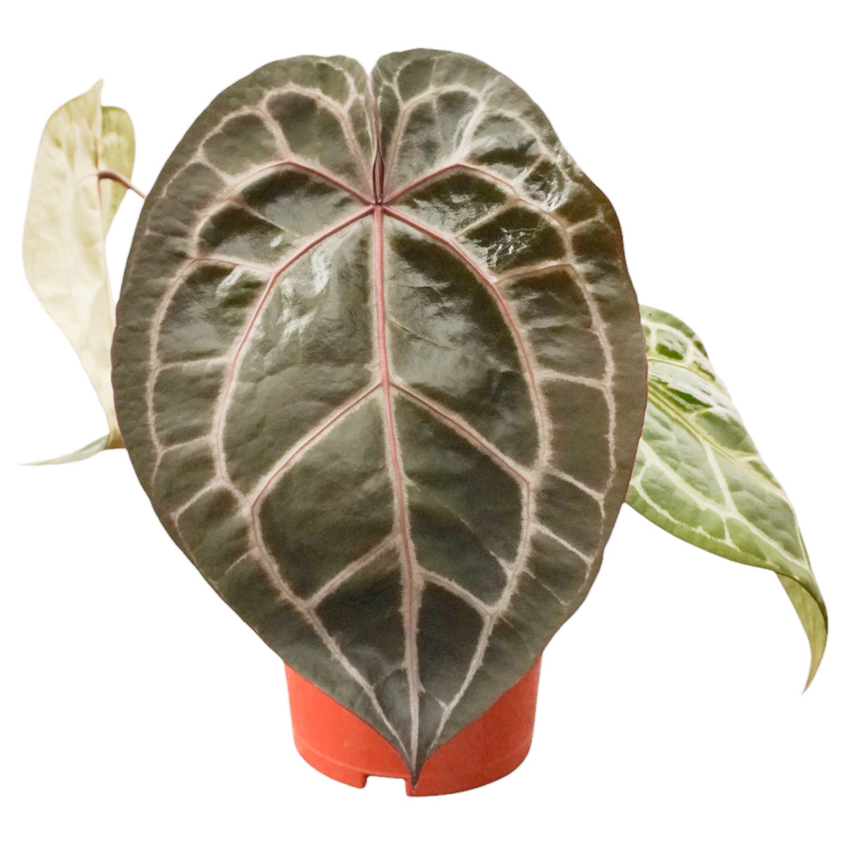 anthurium michelii DocBlock Anthurium Michelle®