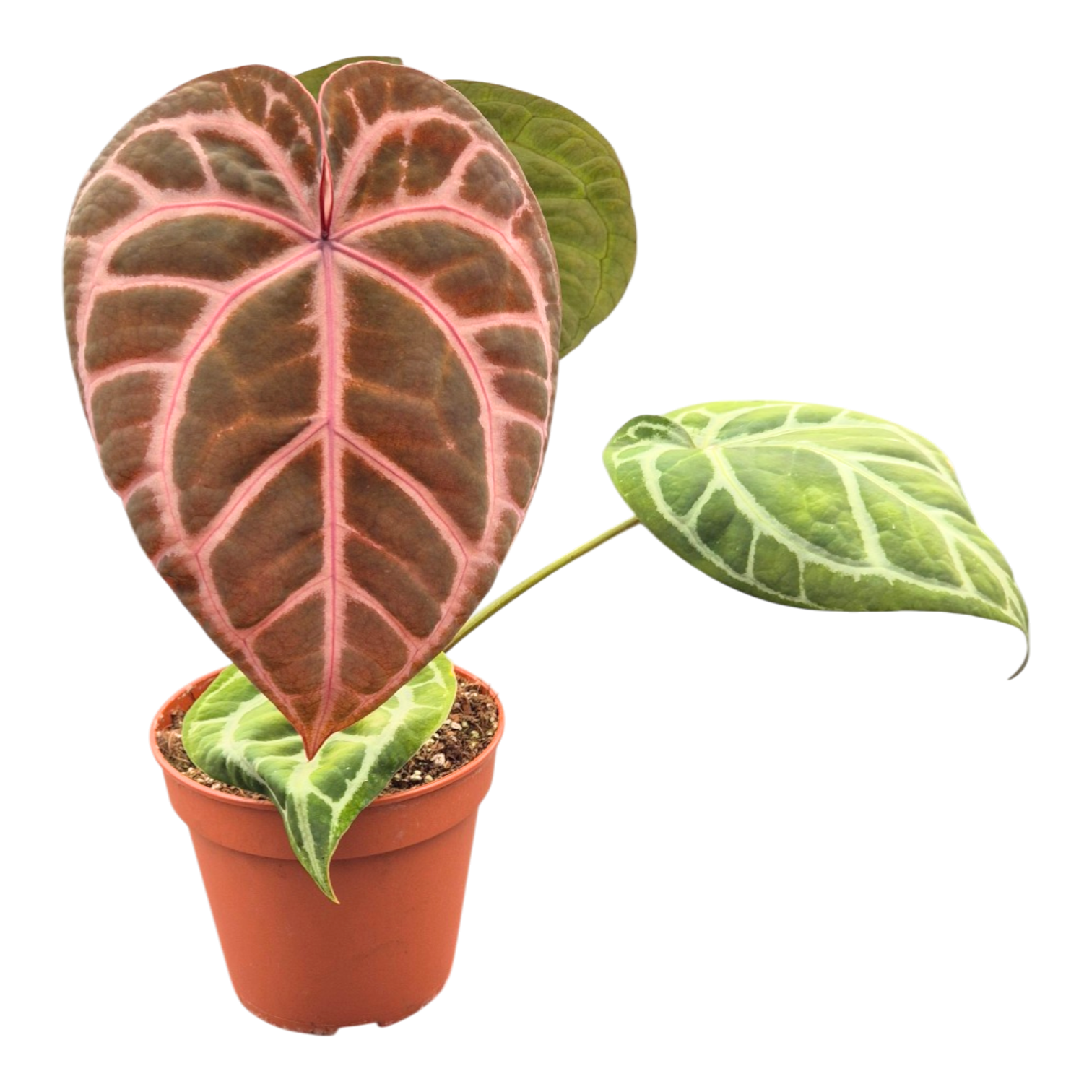 DocBlock Anthurium Red Crystal® '12' X Angela® '35' – Casa Botanica DocBlock Anthurium Red Crystal® '12' X Angela® '35' – Casa Botanica