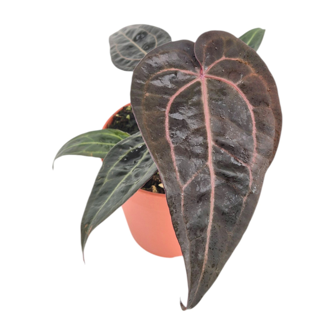DocBlock Anthurium Red Velvet Cake® '24' X Red Velvet Cake® '24