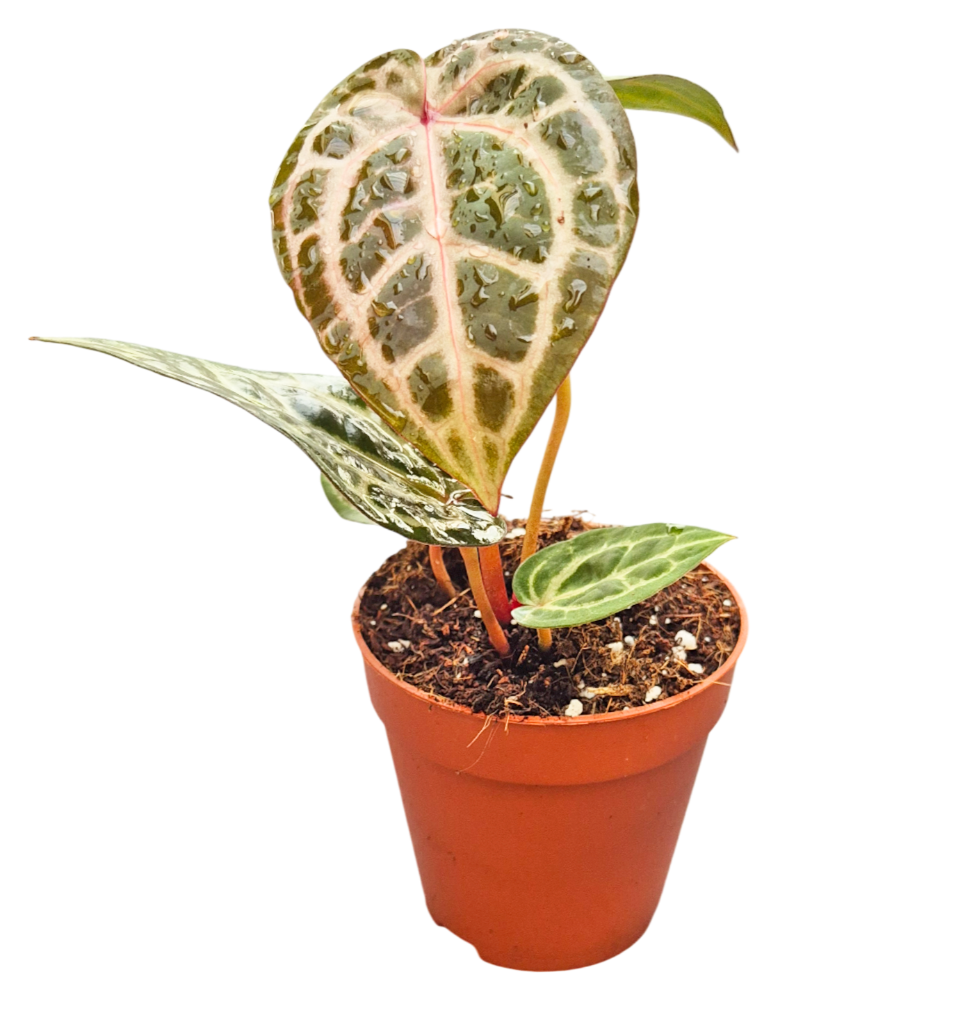 DocBlock Anthurium Thor's Lightning '30' X Home, Sweet Home '32'