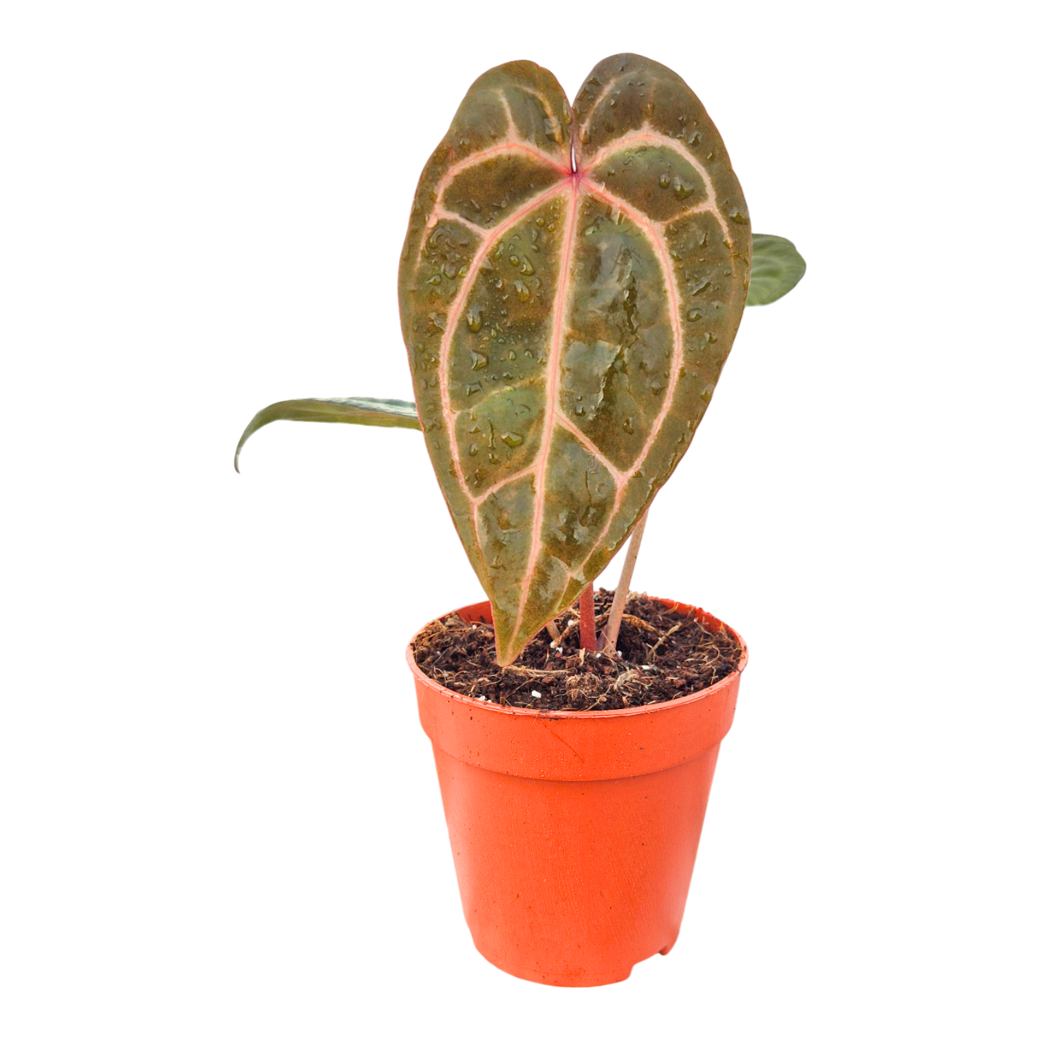 DocBlock Anthurium Zara® '29' X Zara® '29' – Casa Botanica