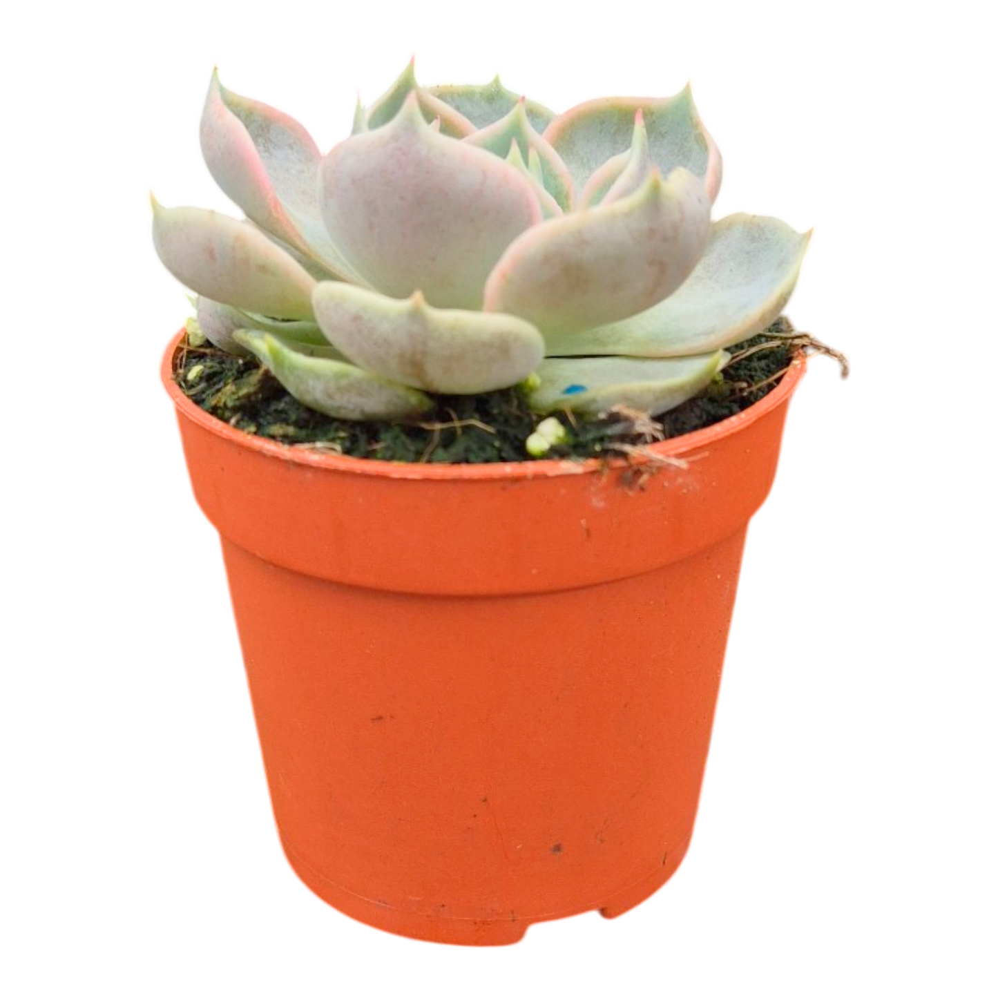 Echeveria Melaco