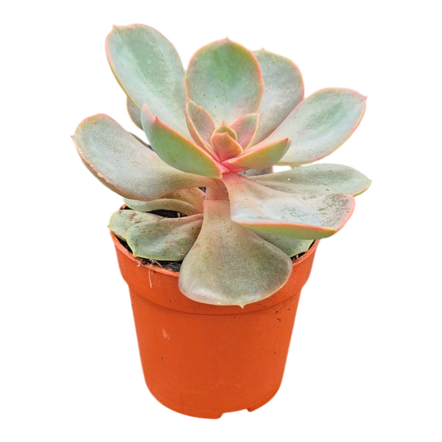 Echeveria Nodulosa Benitsukasa