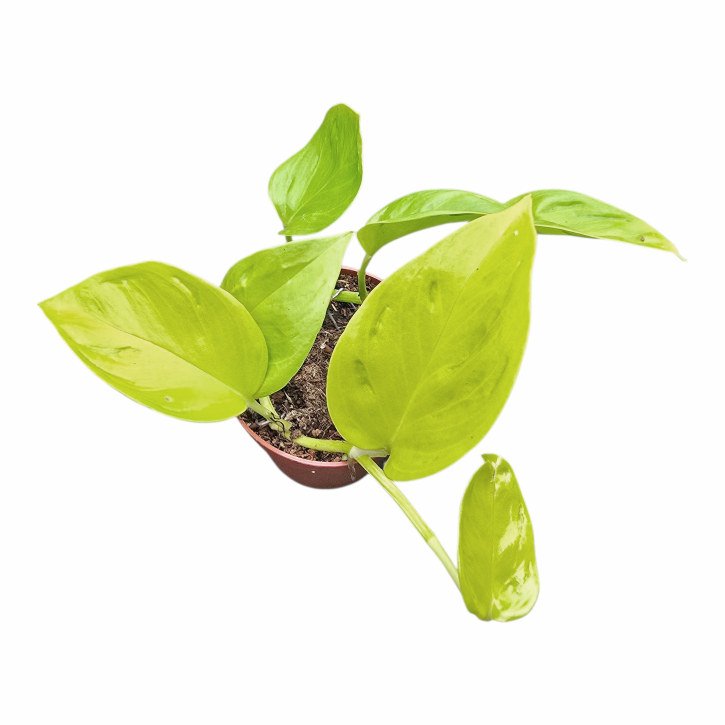 香蕉葉(香榭麗舍)