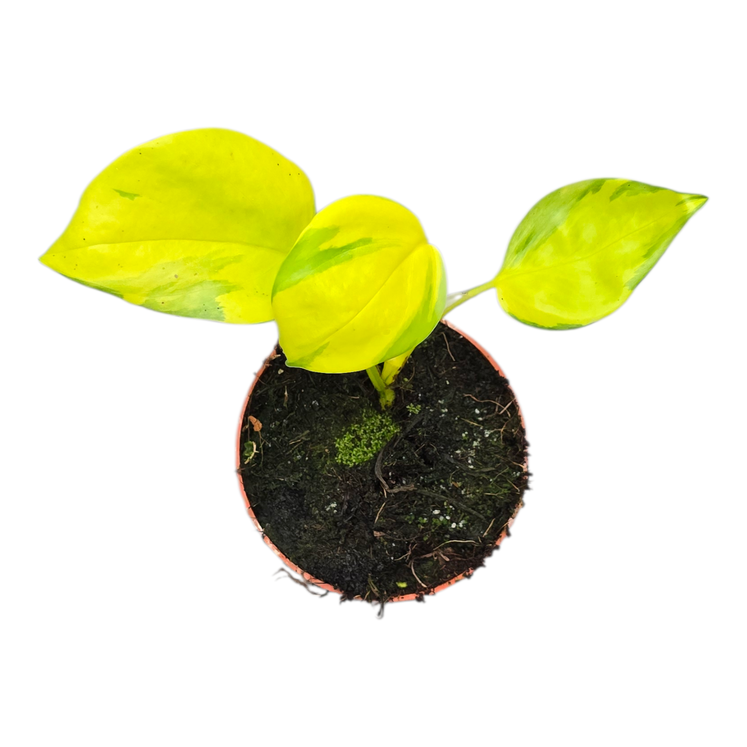 neon joy pothos Epipremnum Neon Joy