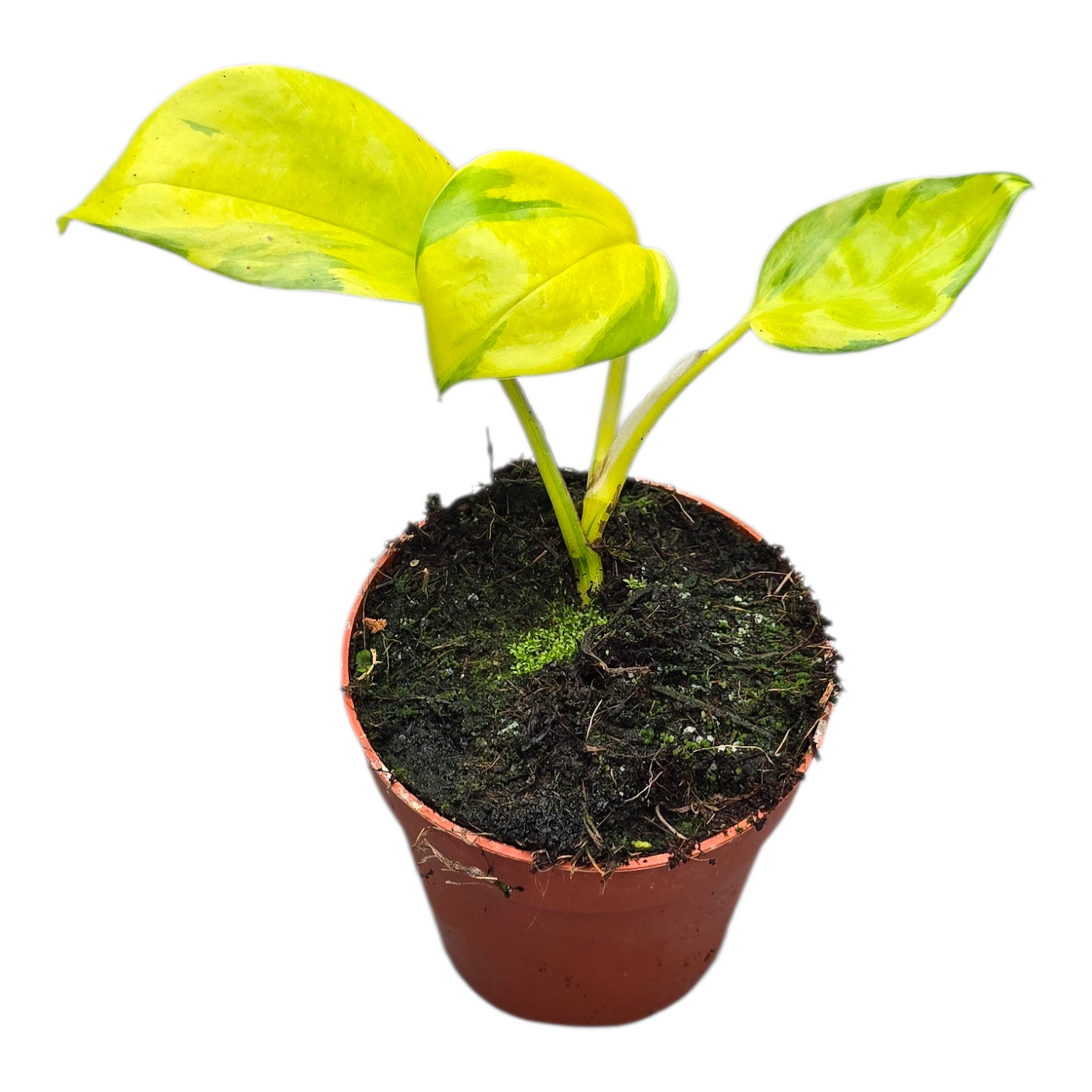 Epipremnum Neon Joy