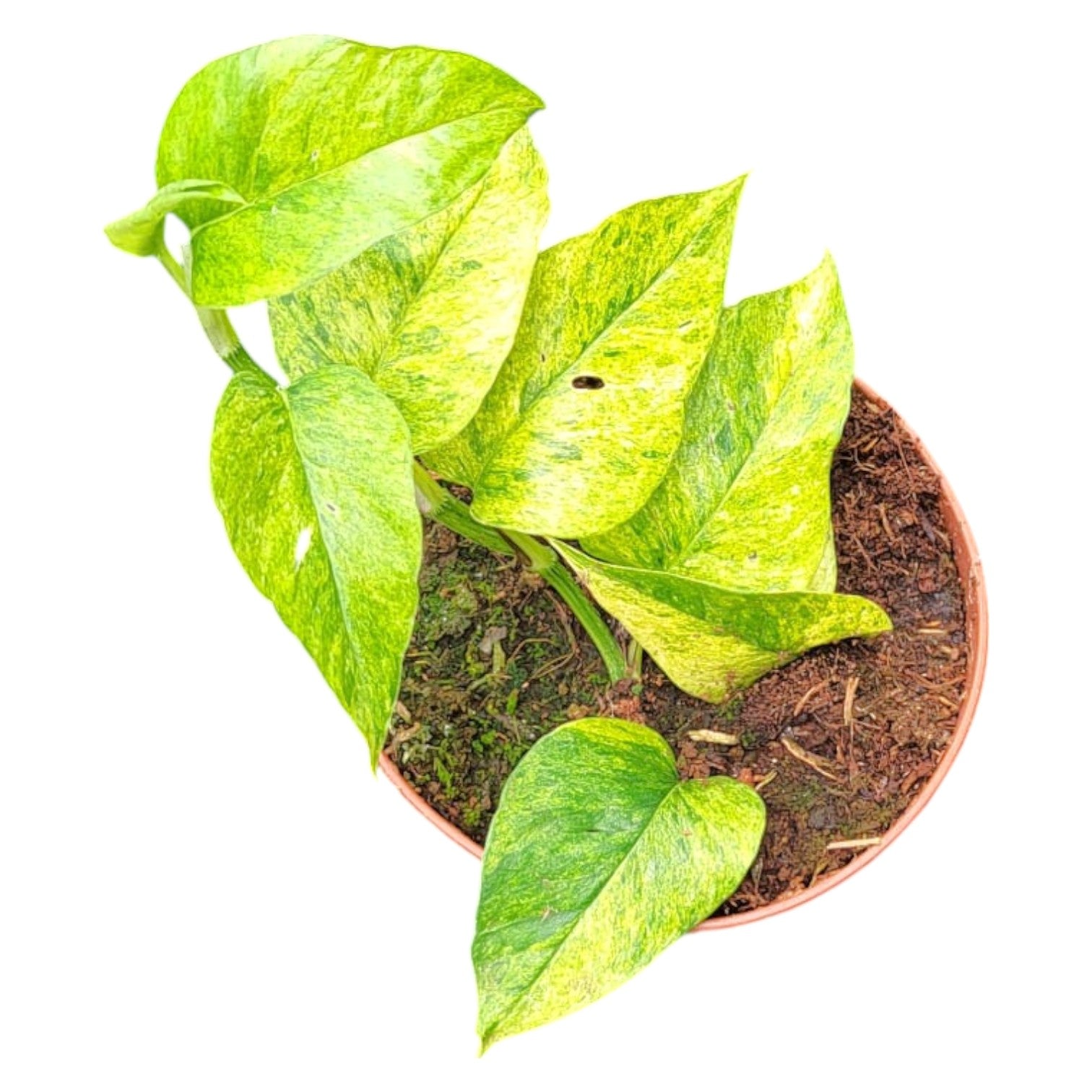 pothos epipremnum pinnatum Epipremnum Pinnatum Mint – Casa Botanica