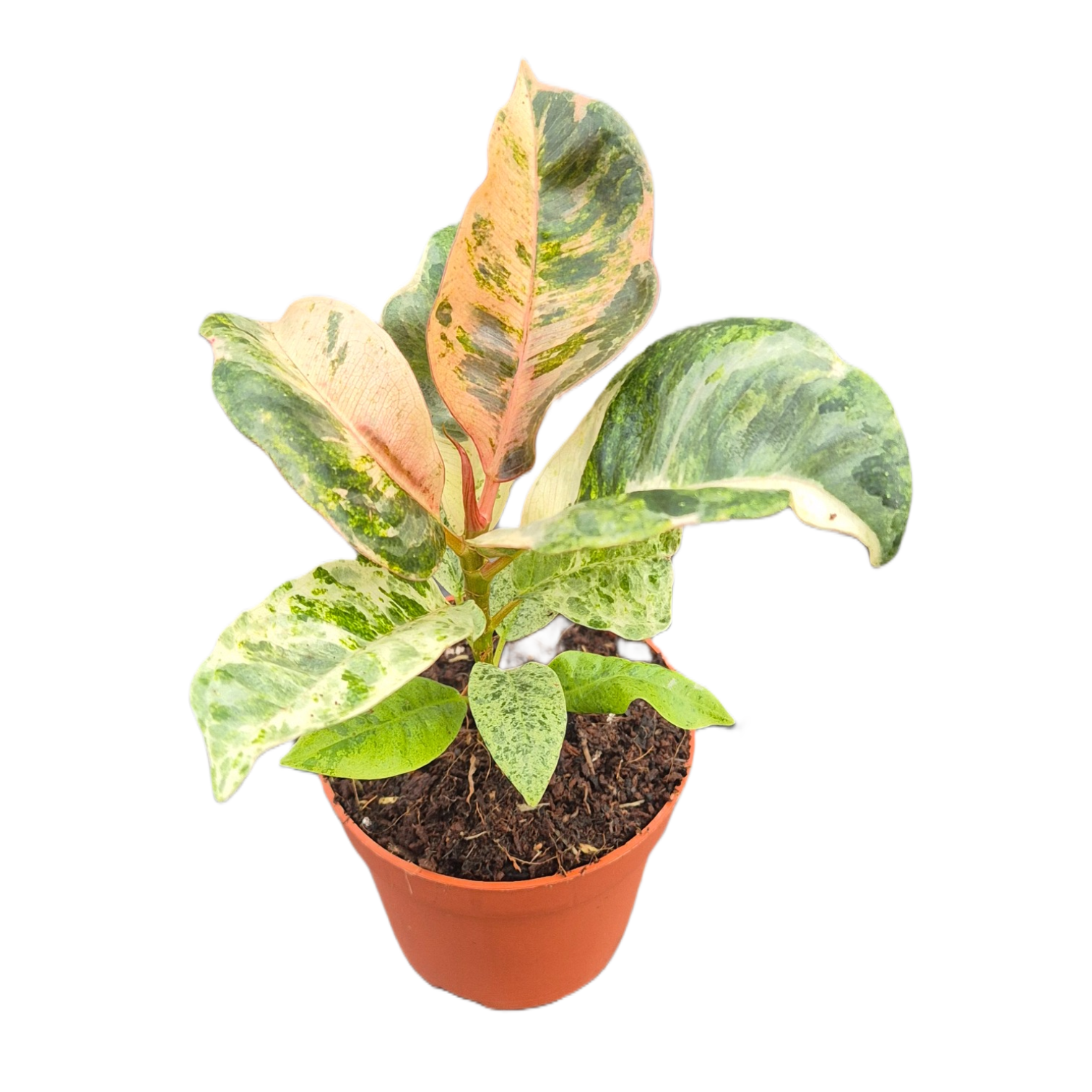 ficus moonshine variegata shivereana Ficus Shivereana Moonshine – Casa Botanica