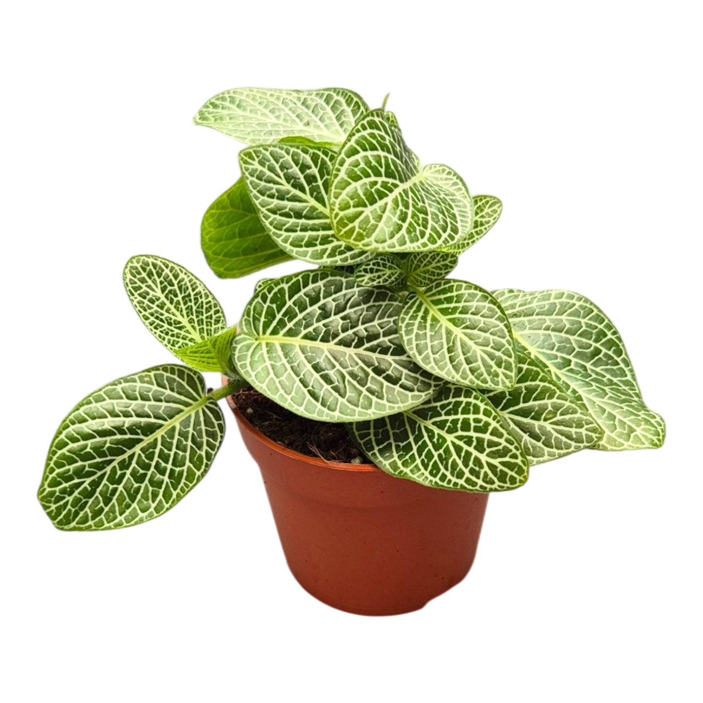 Fittonia Verschaffeltii Albivensis