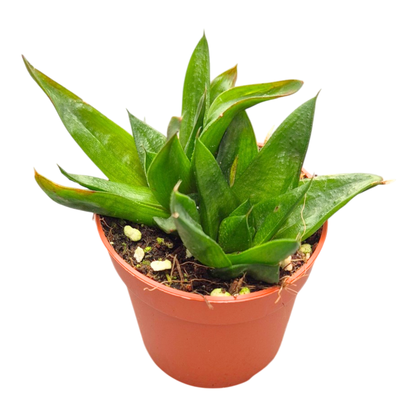 Gasteria Lady Marian