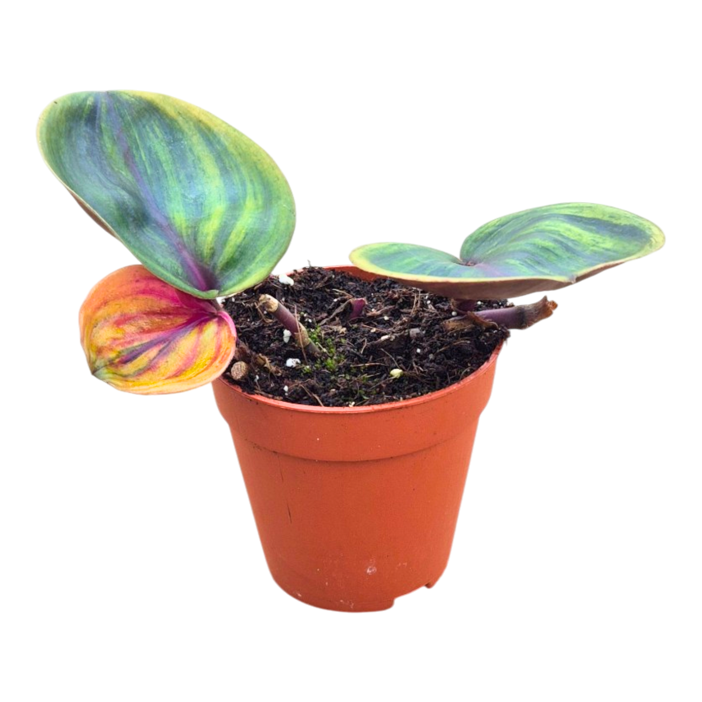 Geogenanthus Ciliatus "Aura Flame"
