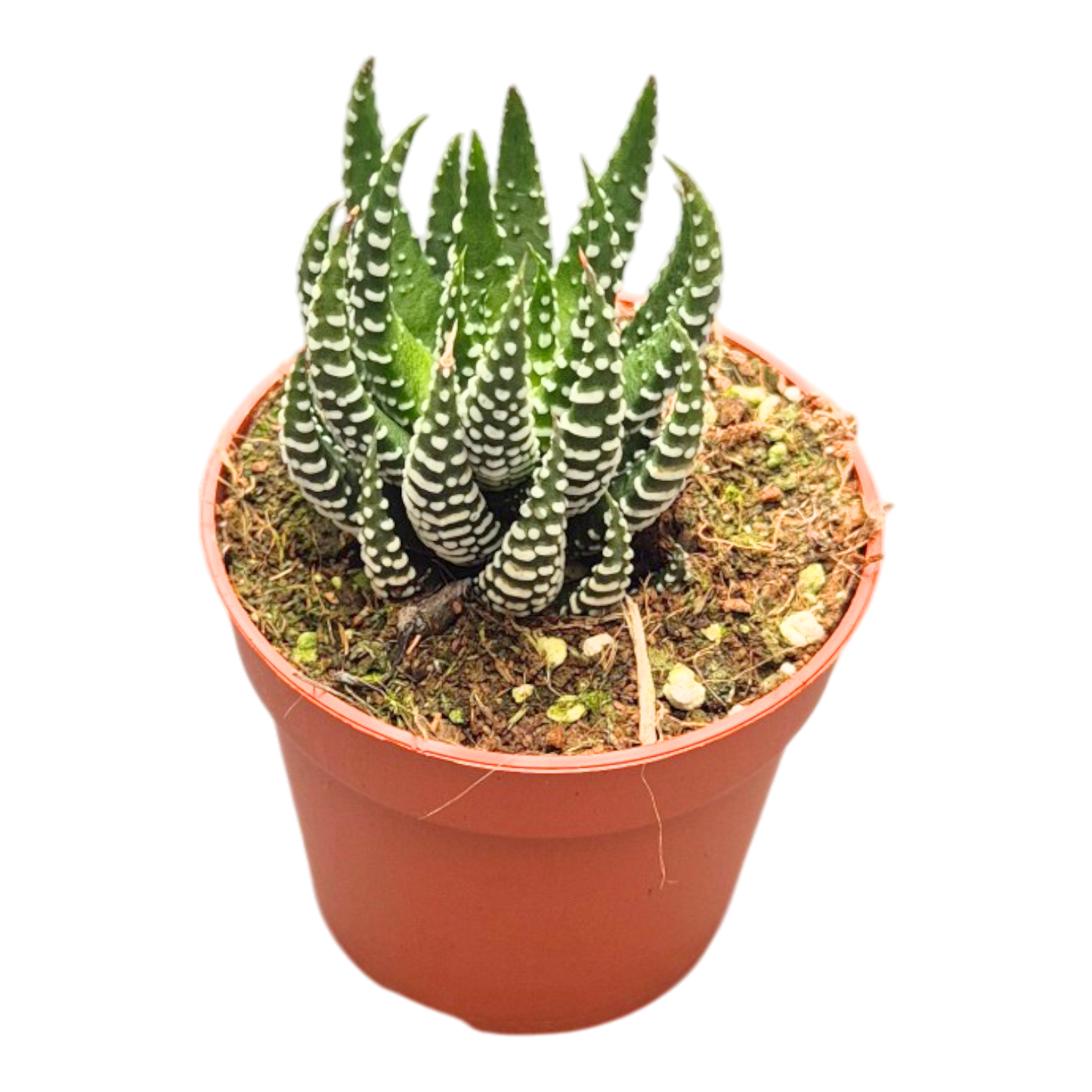 Haworthia Fasciata Universe