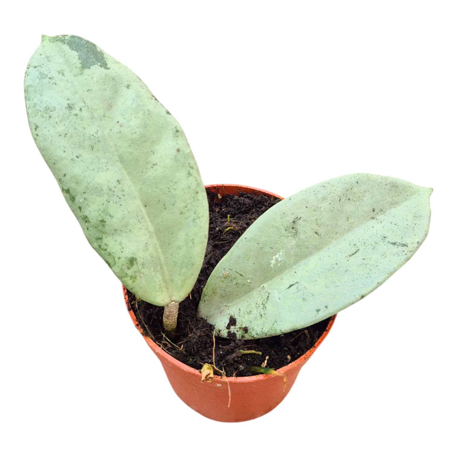 82 ホヤ　'073' ウィルバーグレイブス　フルシルバー　大株 Hoya Wilbur Graves Super Silver – Casa Botanica