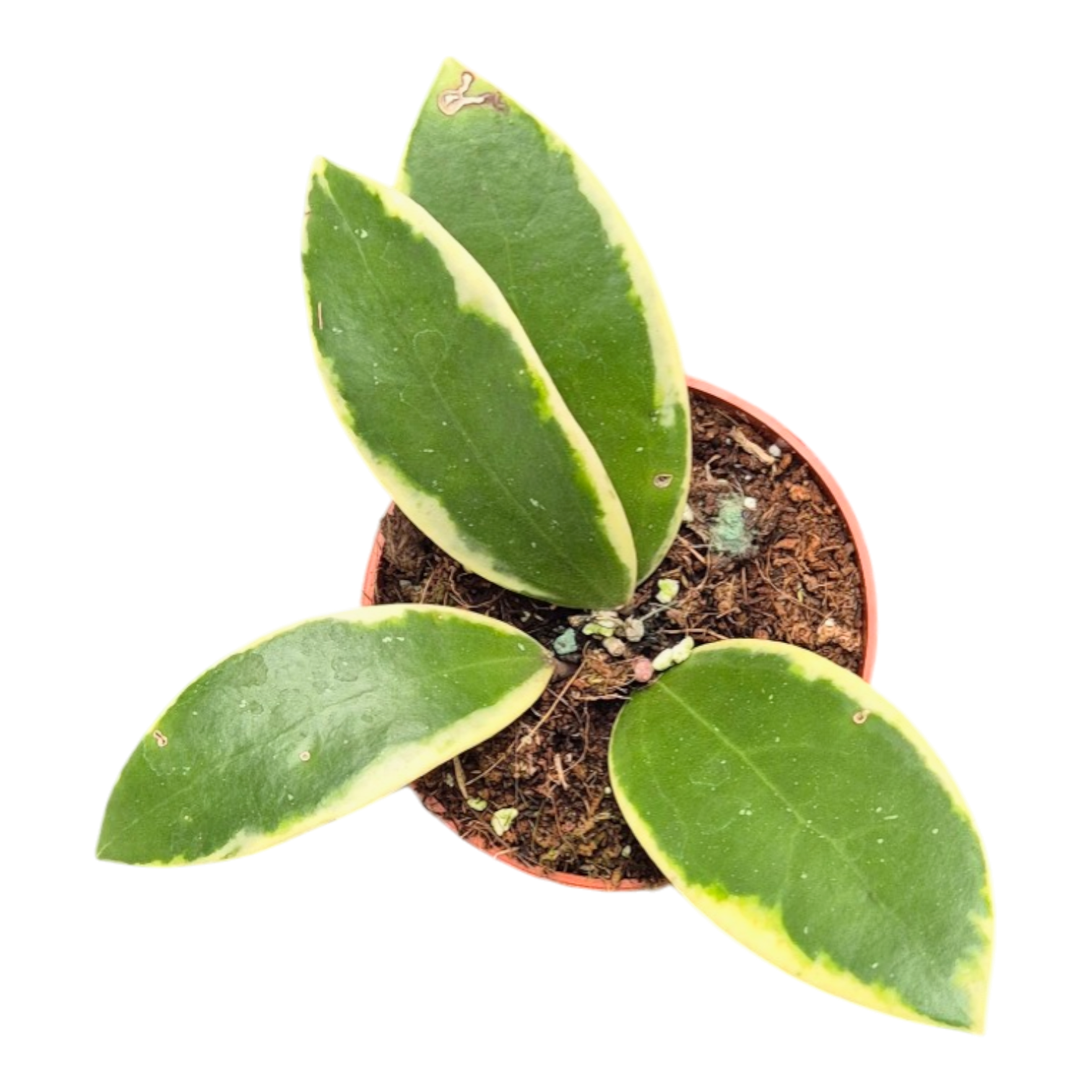hoya acuta variegata Hoya Acuta Albomarginata