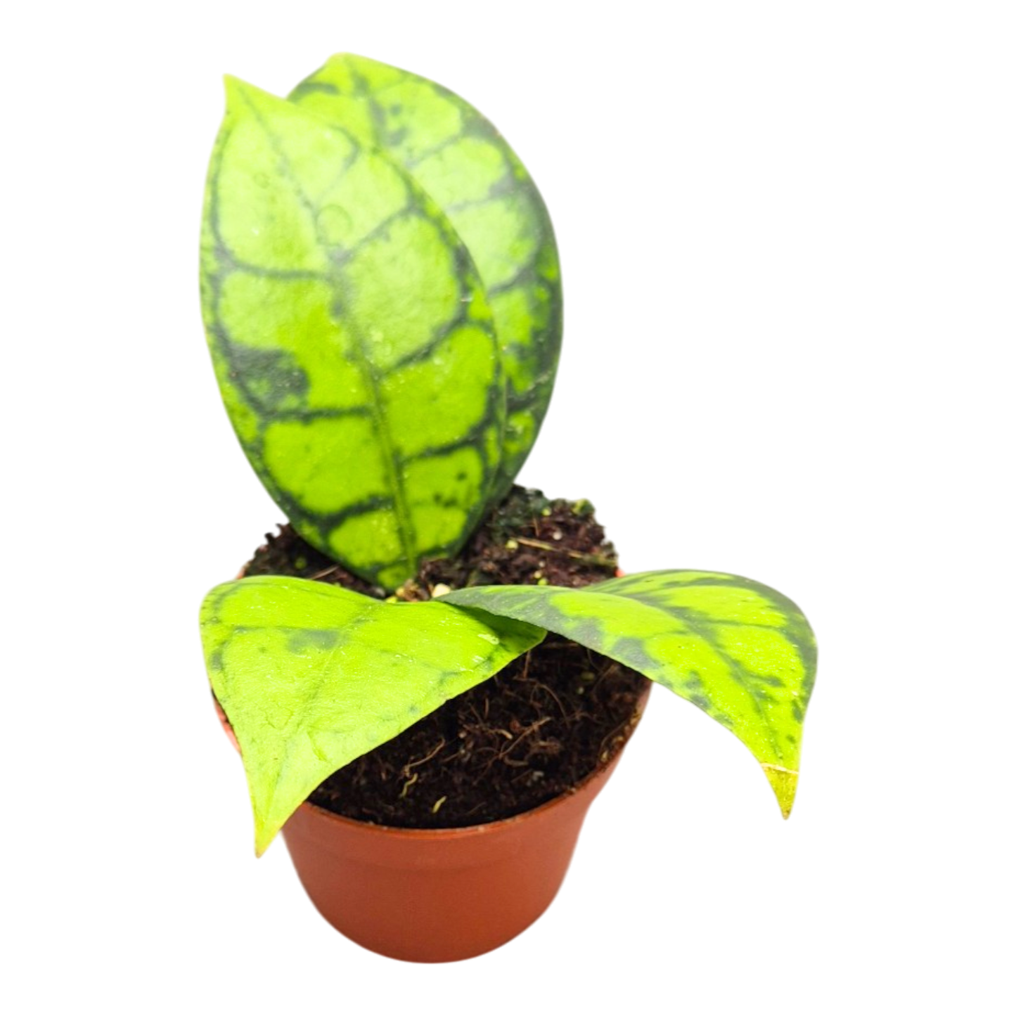 Hoya Black Cat