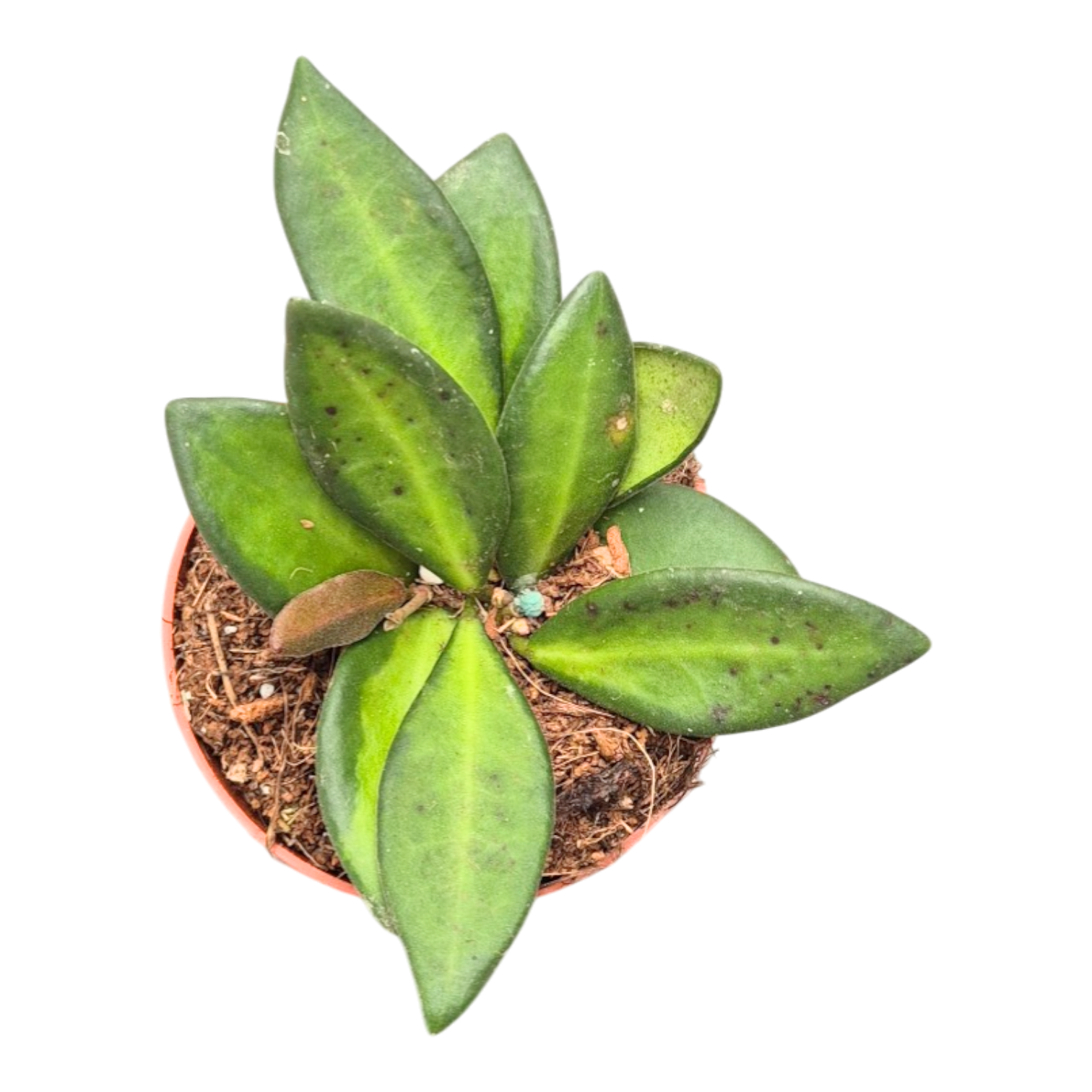 diamond variegata Spathiphyllum 'Diamond Variegata'  Secret Garden Plant Shop