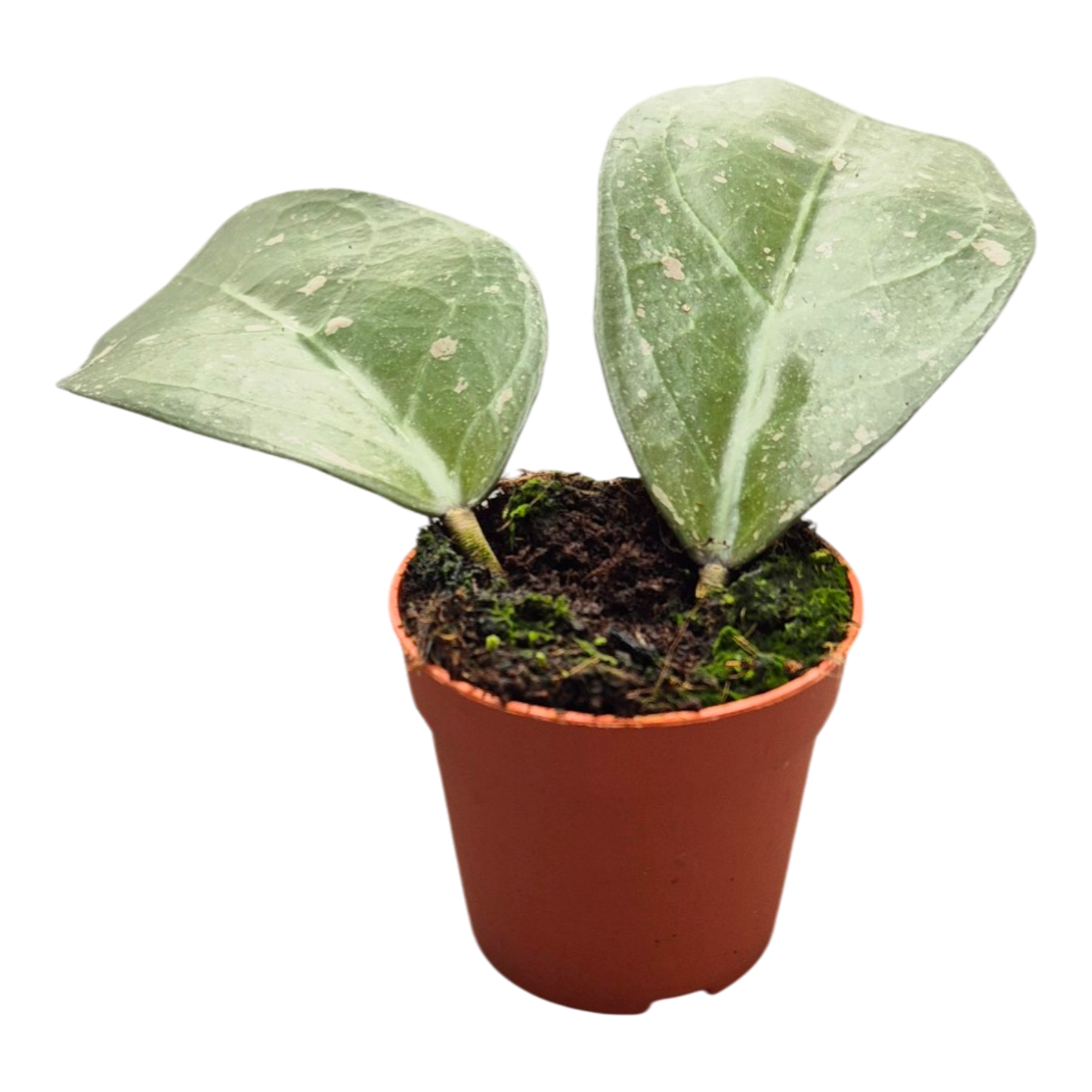 Hoya Large Leaf Splash