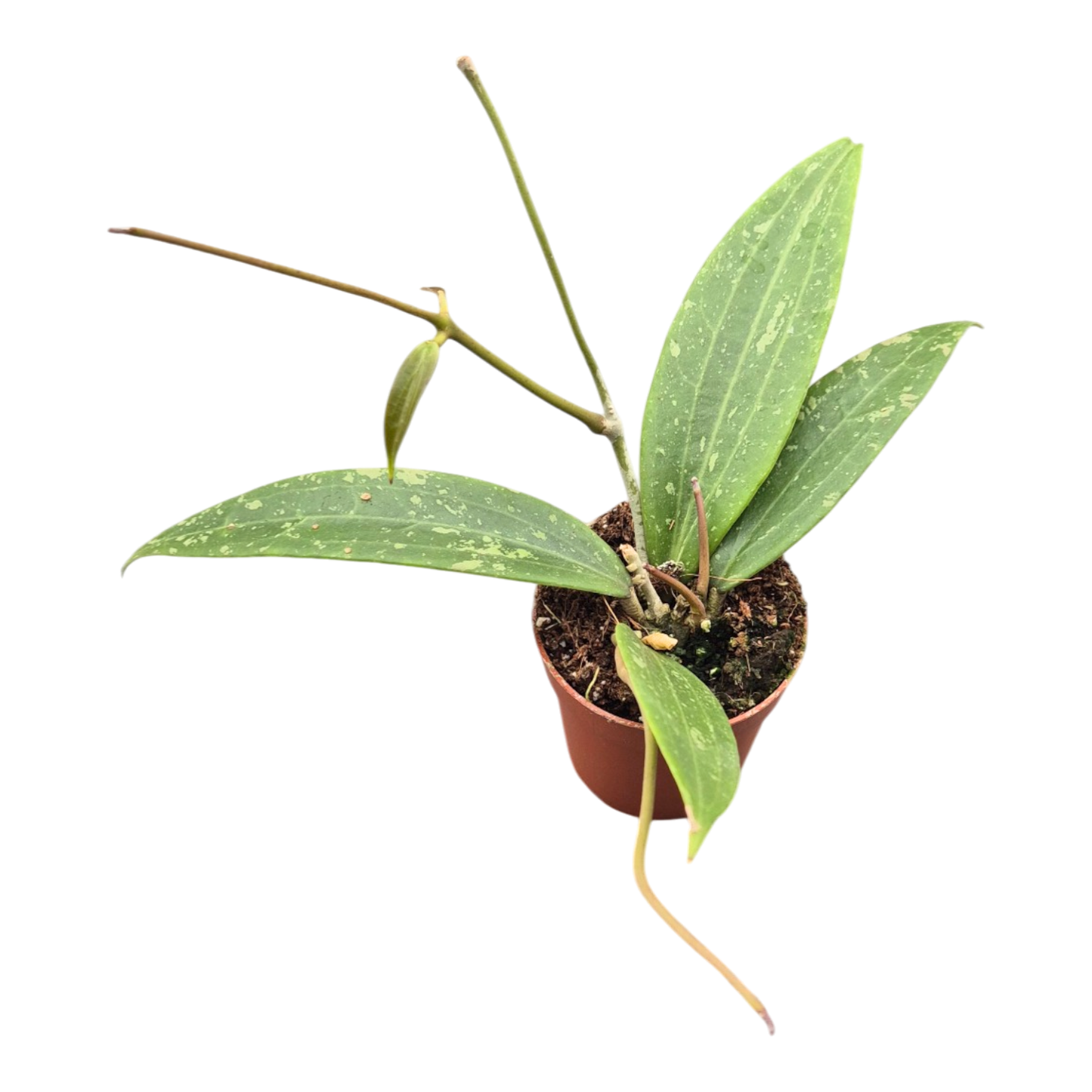 Hoya Loei