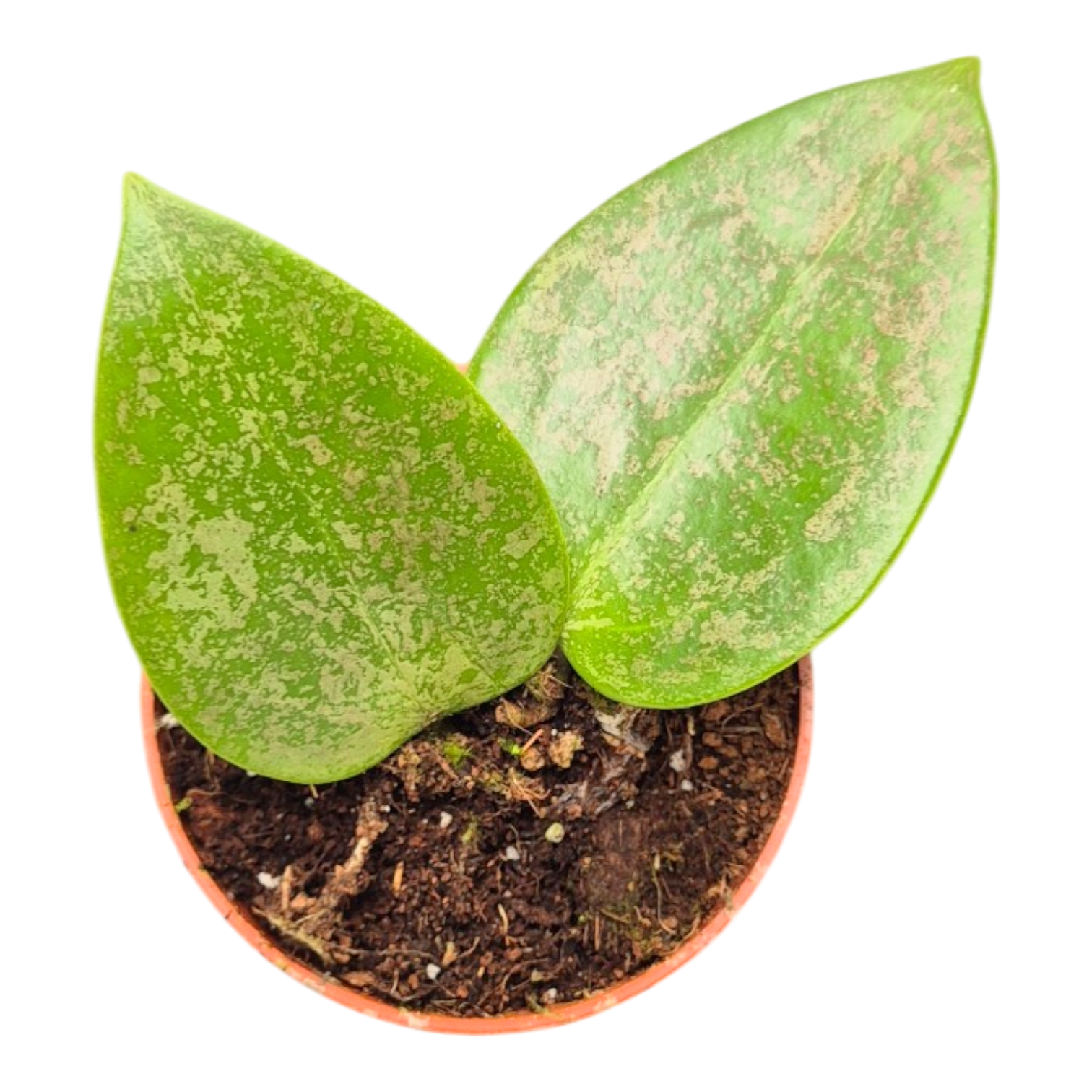 p様　HOYA2種 Hoya MH 02 – Casa Botanica