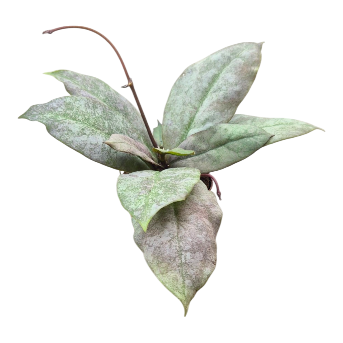 Hoya Mitrata Silver