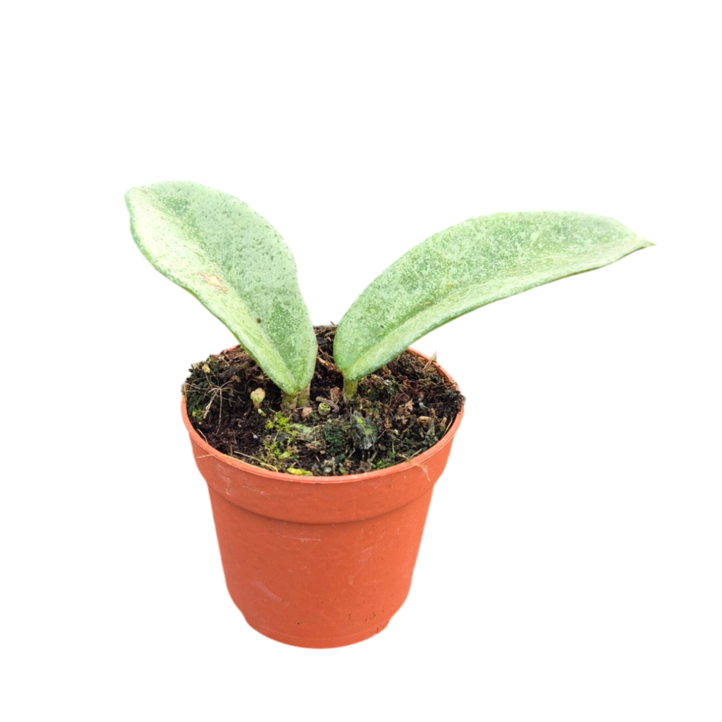 Hoya Nova Ghost