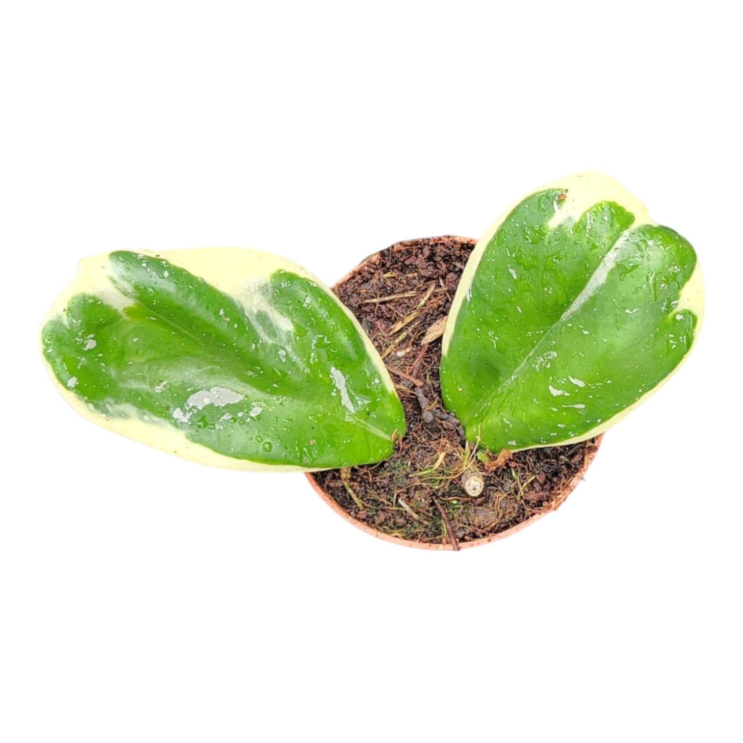 Hoya Obovata Variegata (Albo) – Casa Botanica