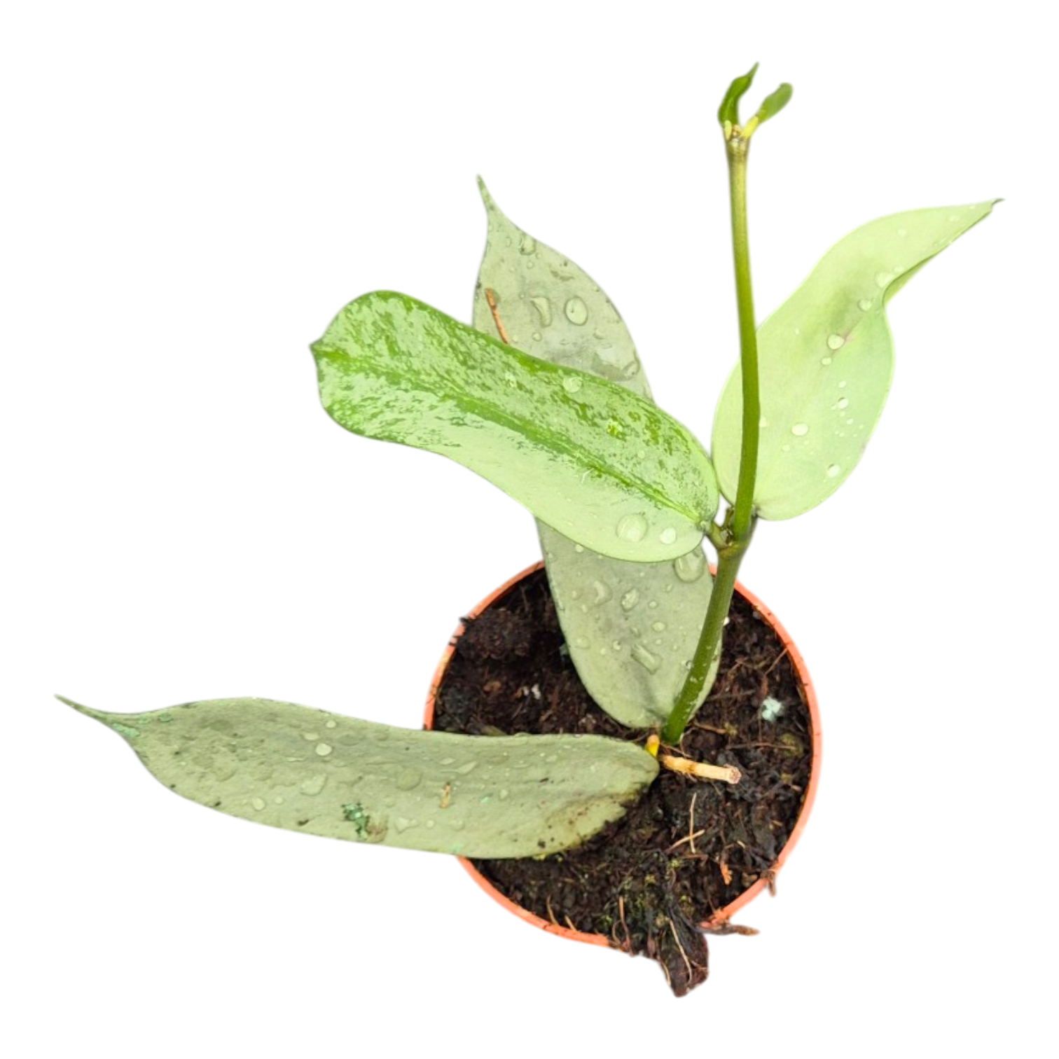 美品‼️ T.sucrei 選抜 銀葉種 赤花 霍亞·潘杜拉塔銀葉– Casa Botanica