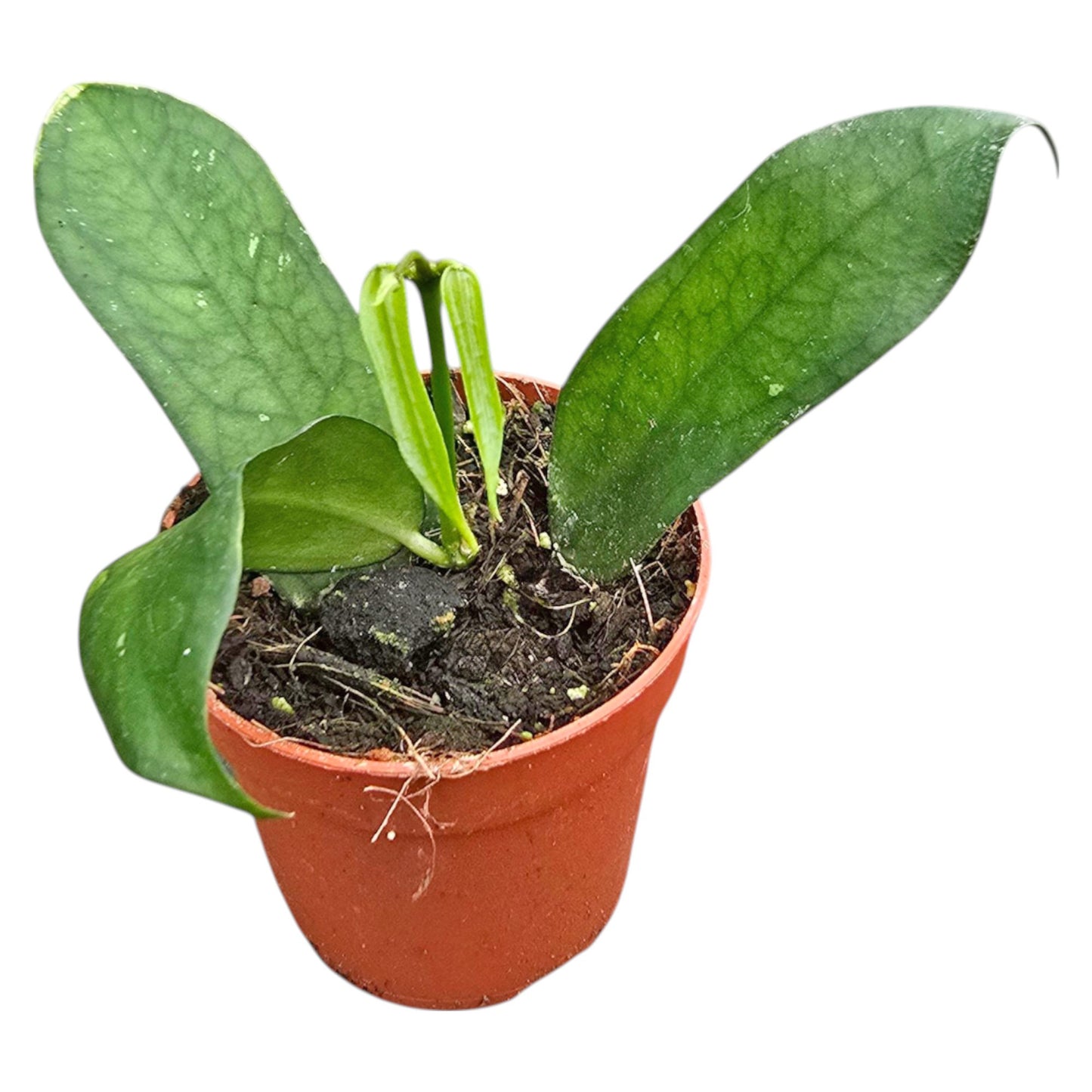 Hoya pandurata du Vietnam