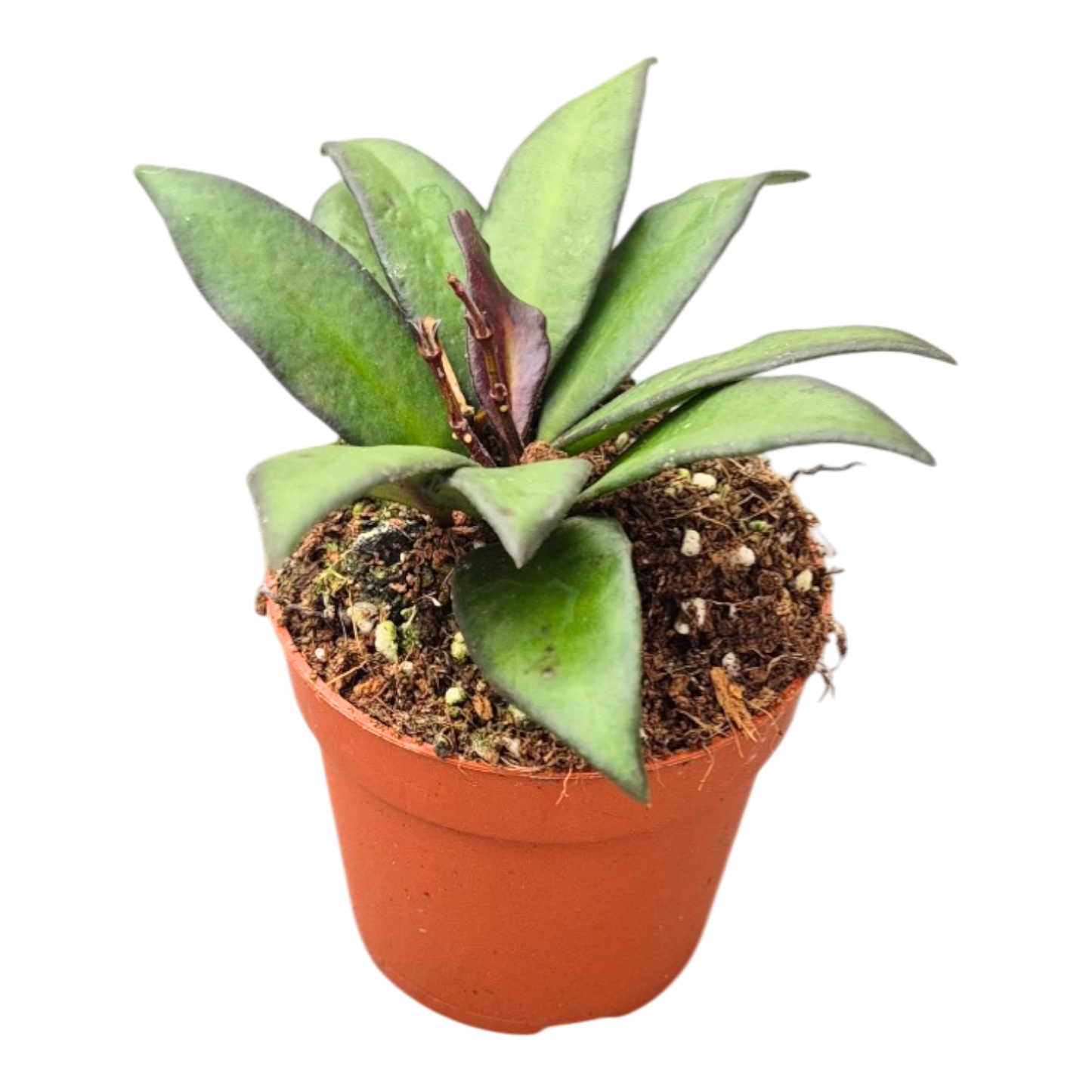 Hoya Czerwono-bordowa