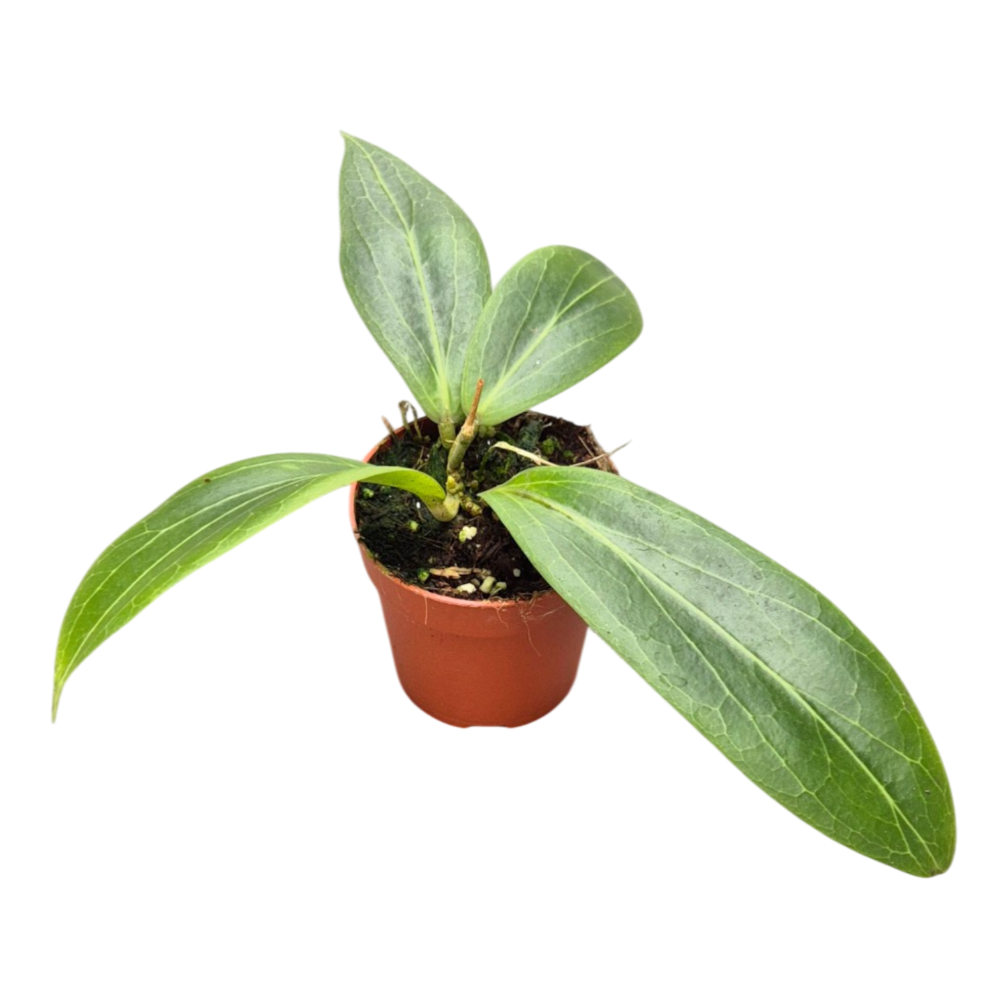 Hoya soligamiana