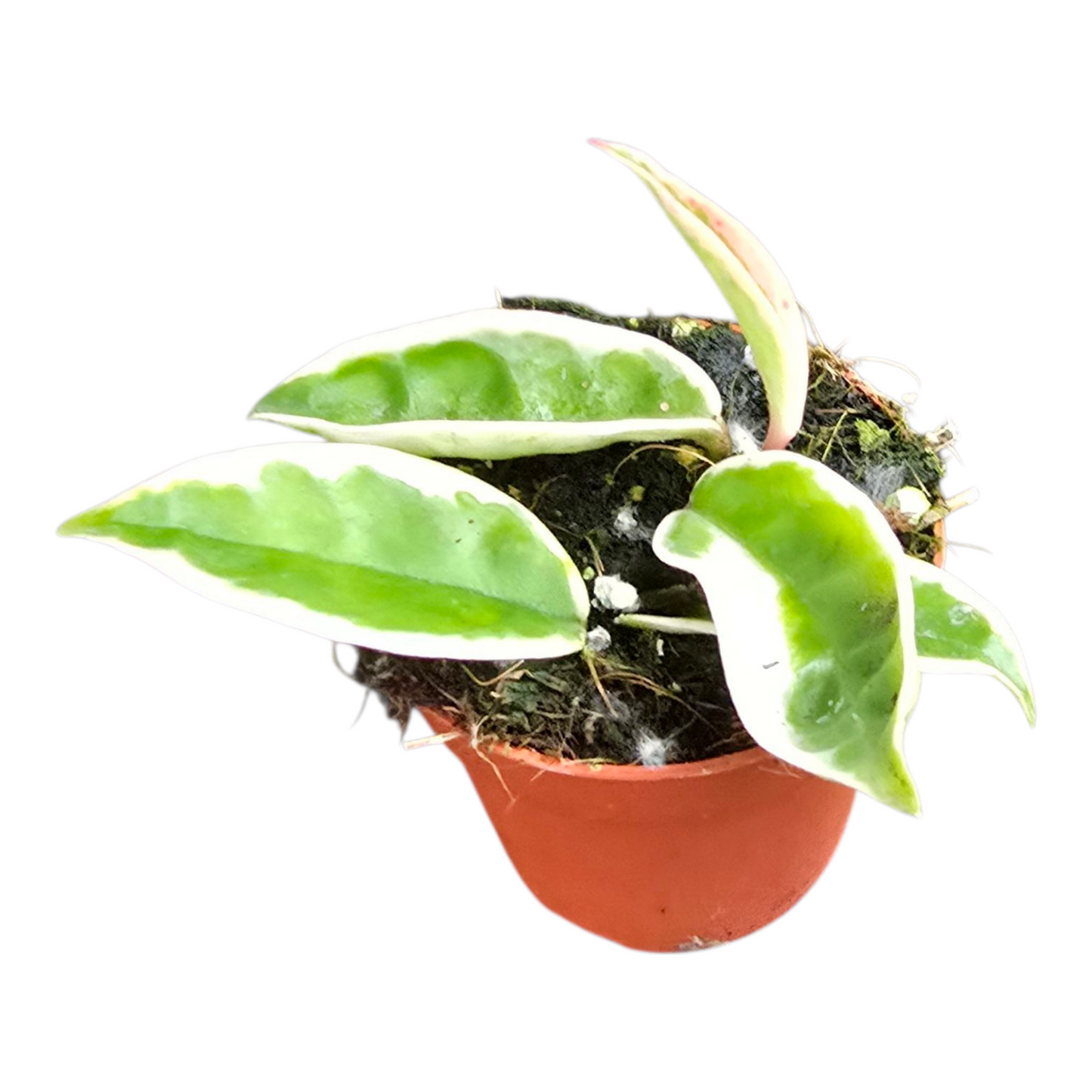 Hoya Suzie Q