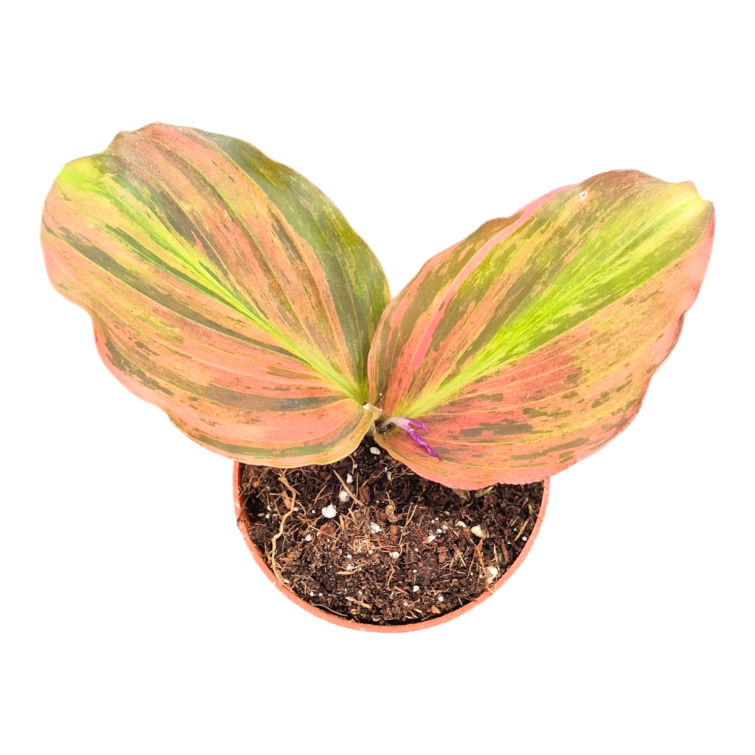 Kaempferia Pulchra Pink Variegata – Casa Botanica