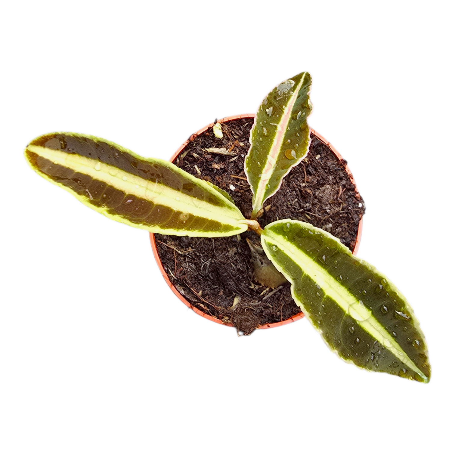 Labisia Jabi – Casa Botanica