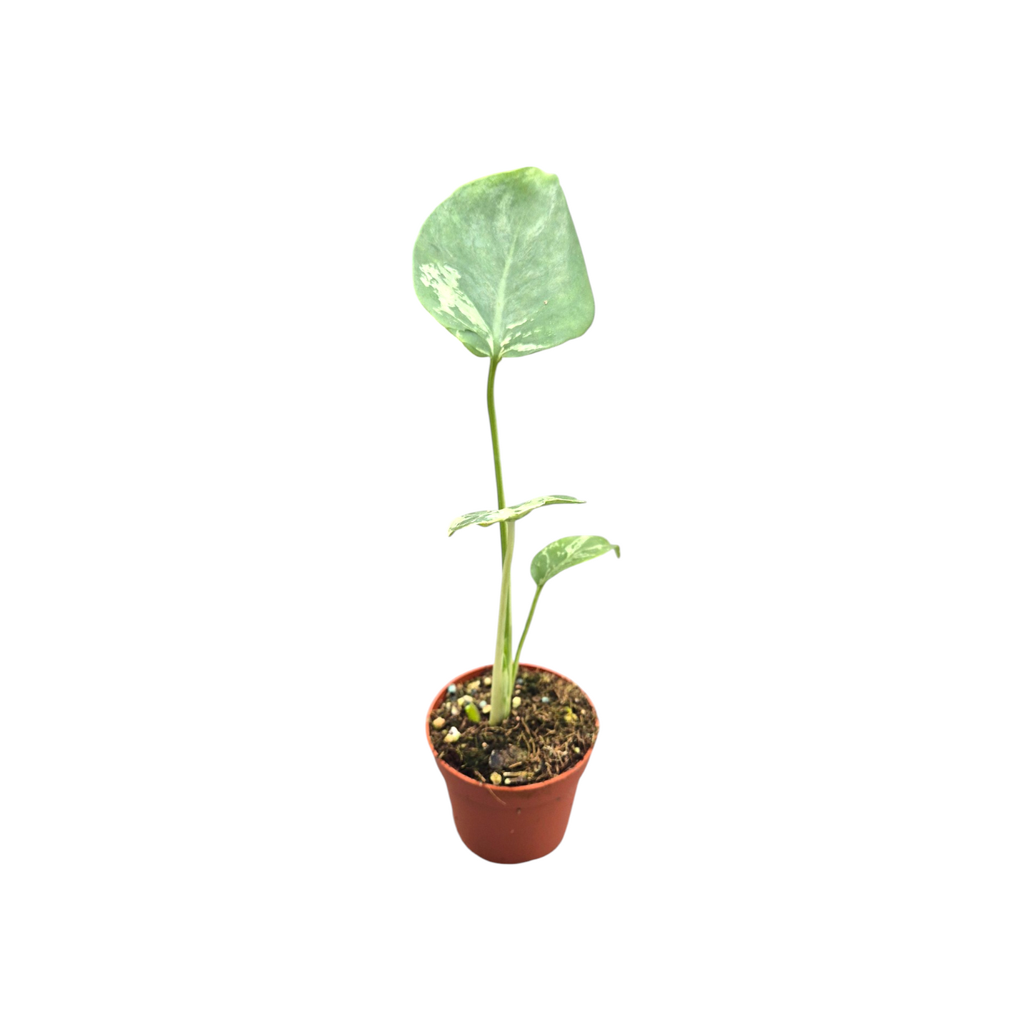 Monstera Bulbasaur Less Variegata