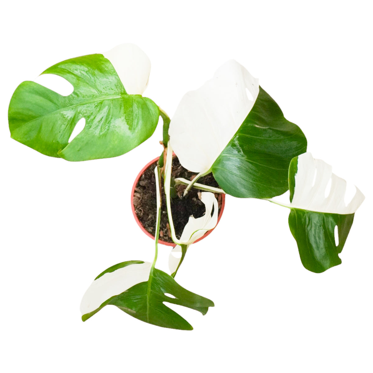 Monstera Deliciosa panaché