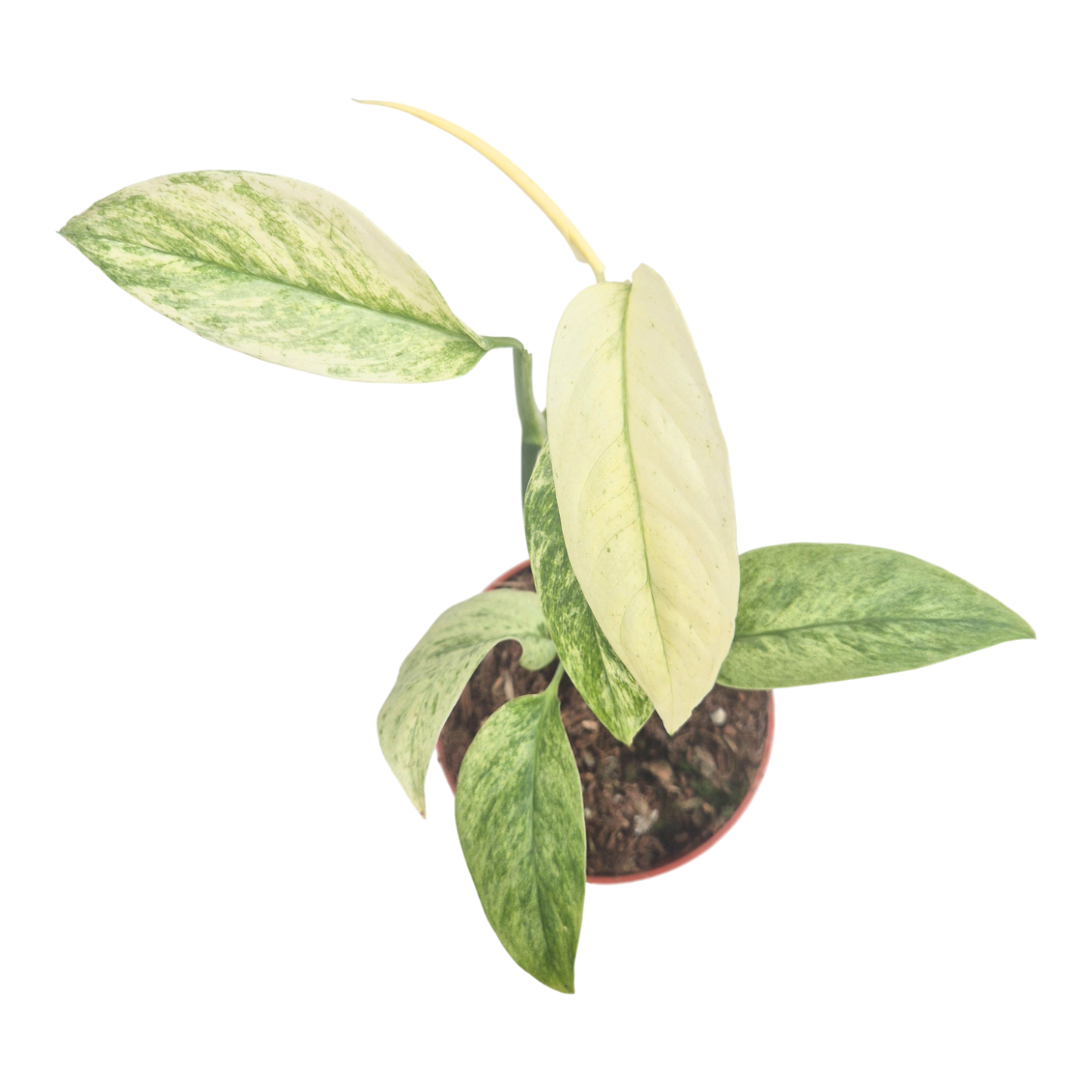 Monstera Laniata Mint