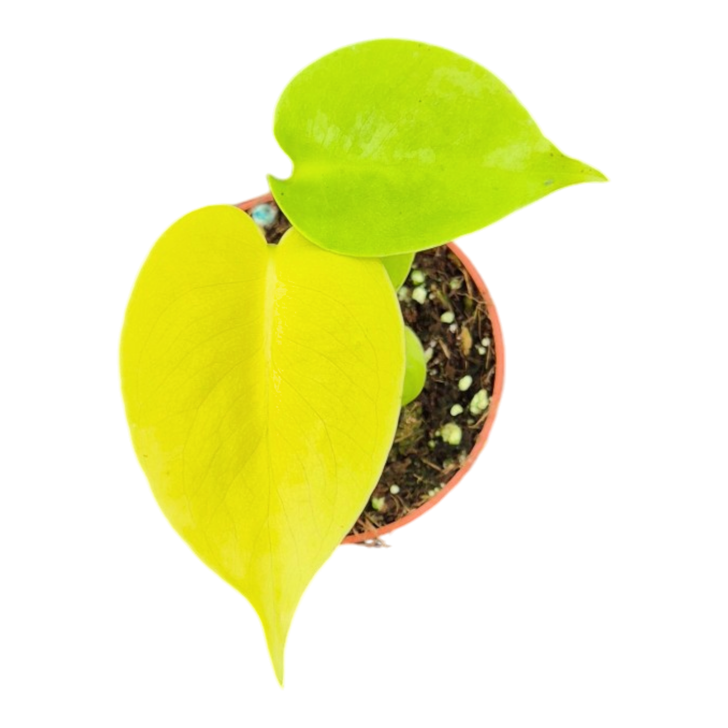 Monstera Lime Banana