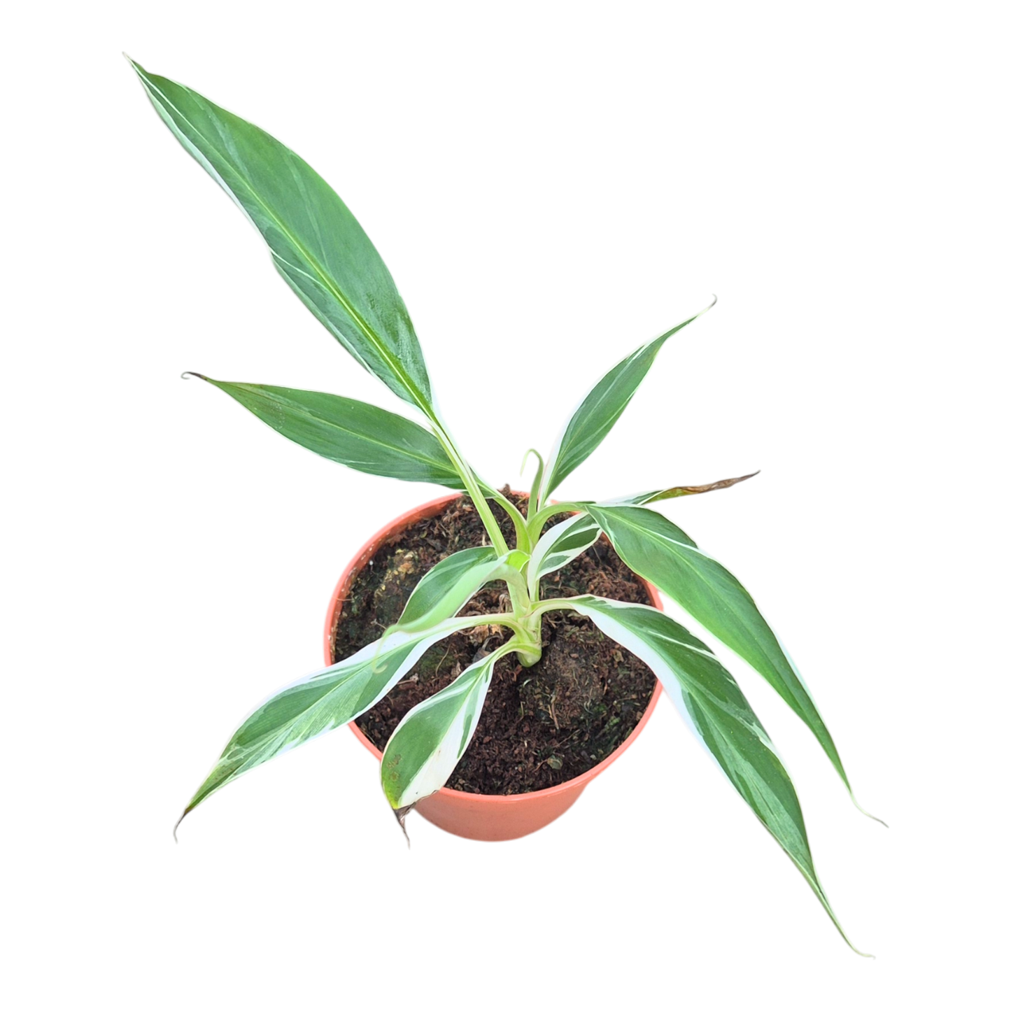 斑葉佛羅里達茉莉