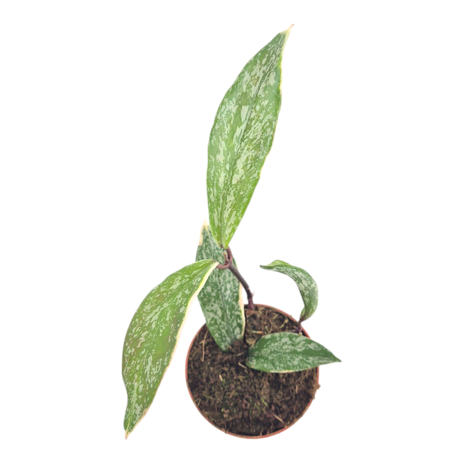 Hoya Pubicalyx Variegata – Casa Botanica