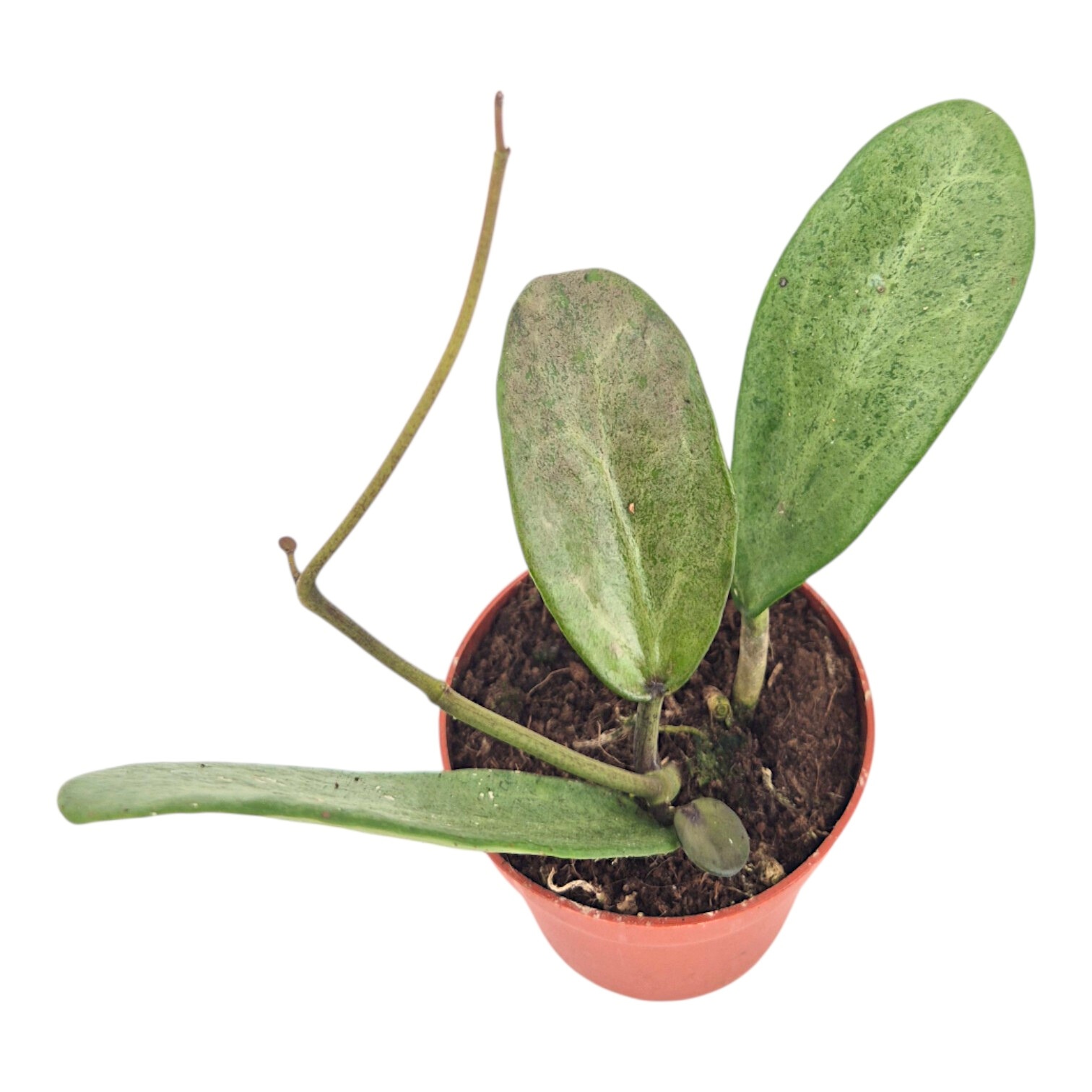 Hoya Silver Lady – Casa Botanica