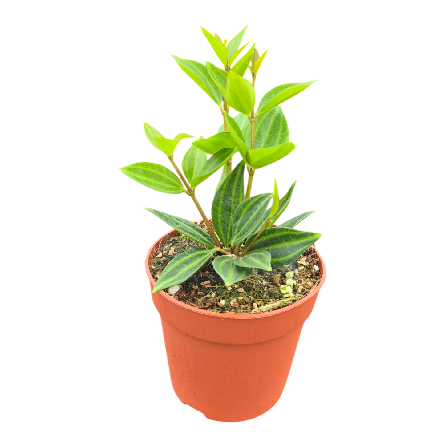 Peperomia Angulata