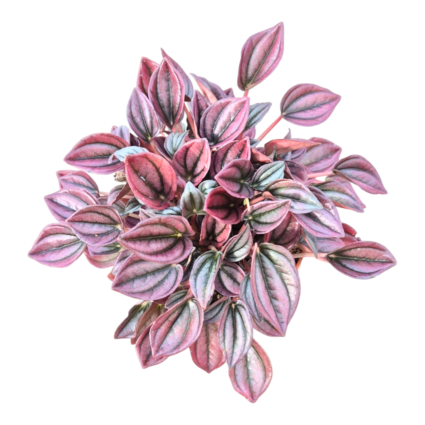 Peperomia Caperata Cayenne