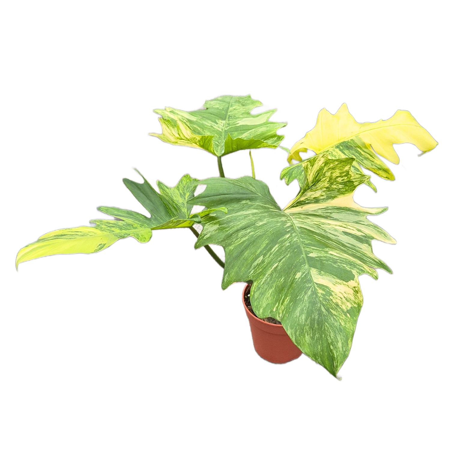 Philodendron Florida Beauty x Mayoi – Casa Botanica Philodendron Florida Beauty x Mayoi – Casa Botanica