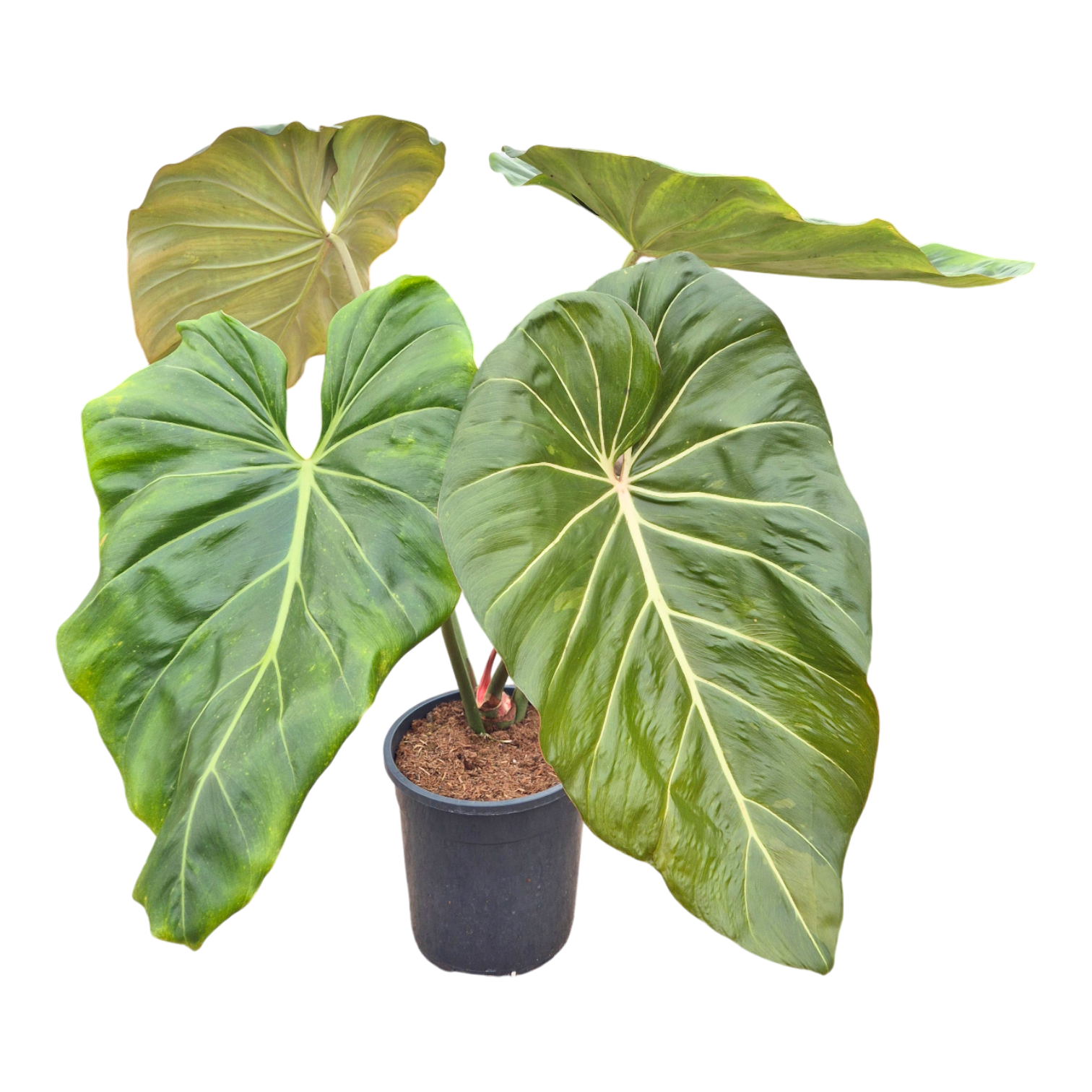 Philodendron Gloriosum x Maximum – Casa Botanica