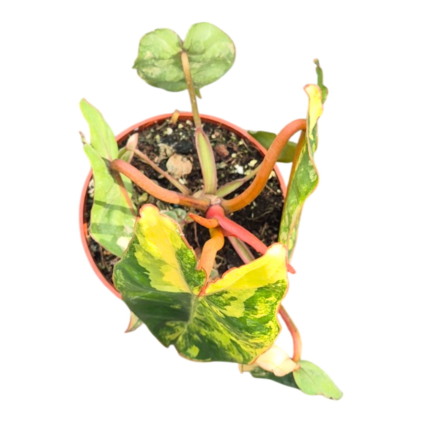 Philodendron Billietiae Variegata